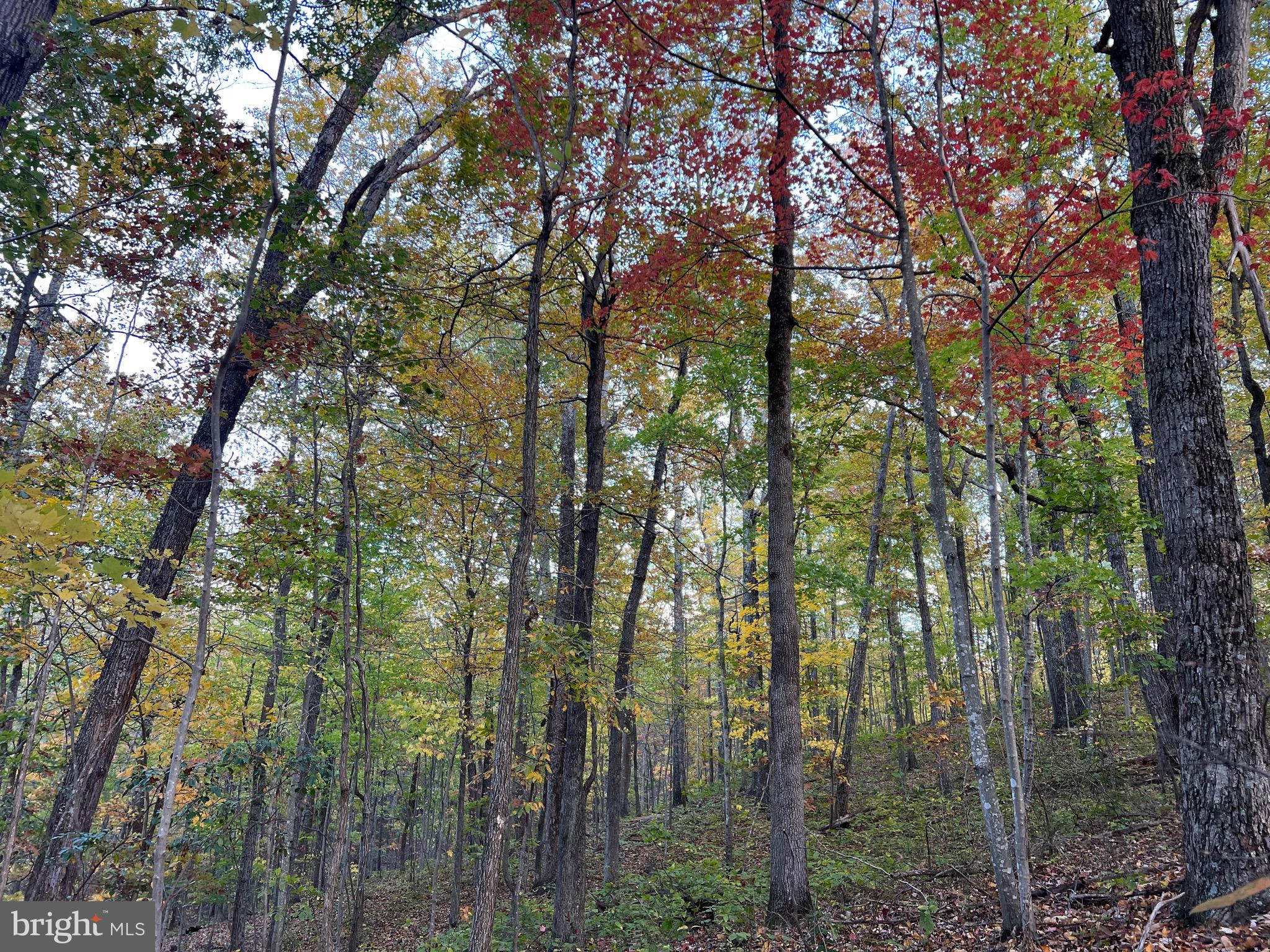 Ada Road Marshall, VA 20115 - Photo 7 of 8 a view of forest