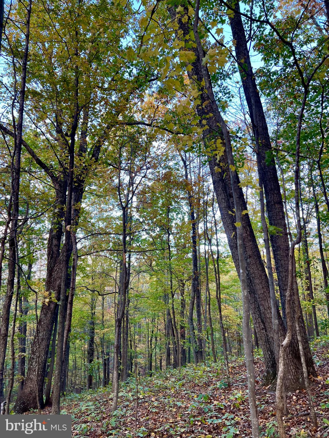 Ada Road Marshall, VA 20115 - Photo 8 of 8 a view of forest