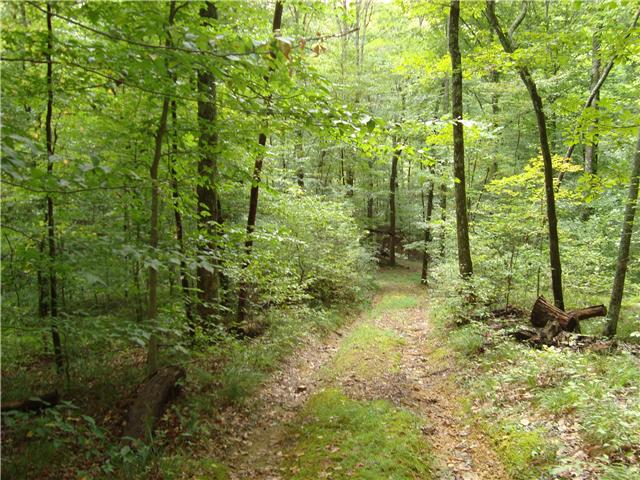 5657 Natchez Trace Road Franklin, TN 37064 - Photo 13 of 18 Trail leading down to creek on back of property