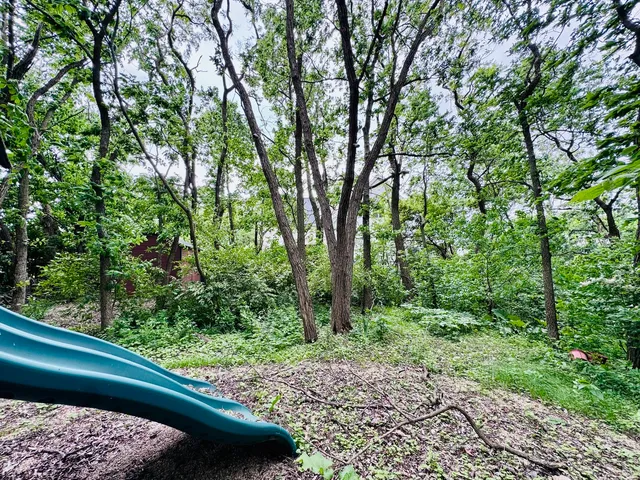 a view of a lush green forest