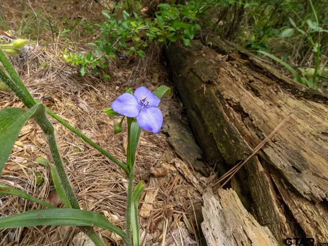 $275,000 | 0 County Road 3218, Mount Enterprise, TX 75681