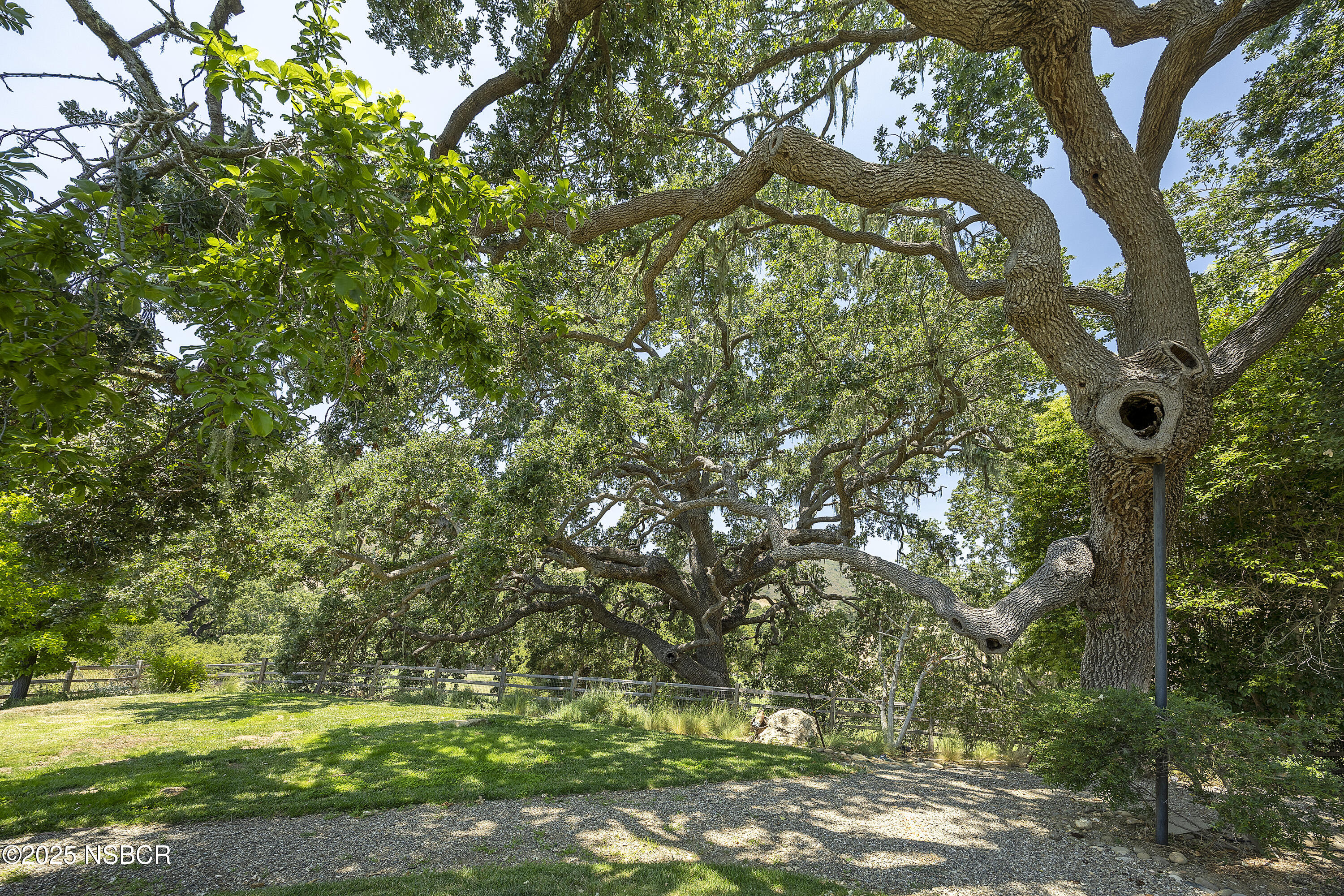 671 Rincon Drive Solvang, CA 93463 - Photo 17 of 34 Mature trees