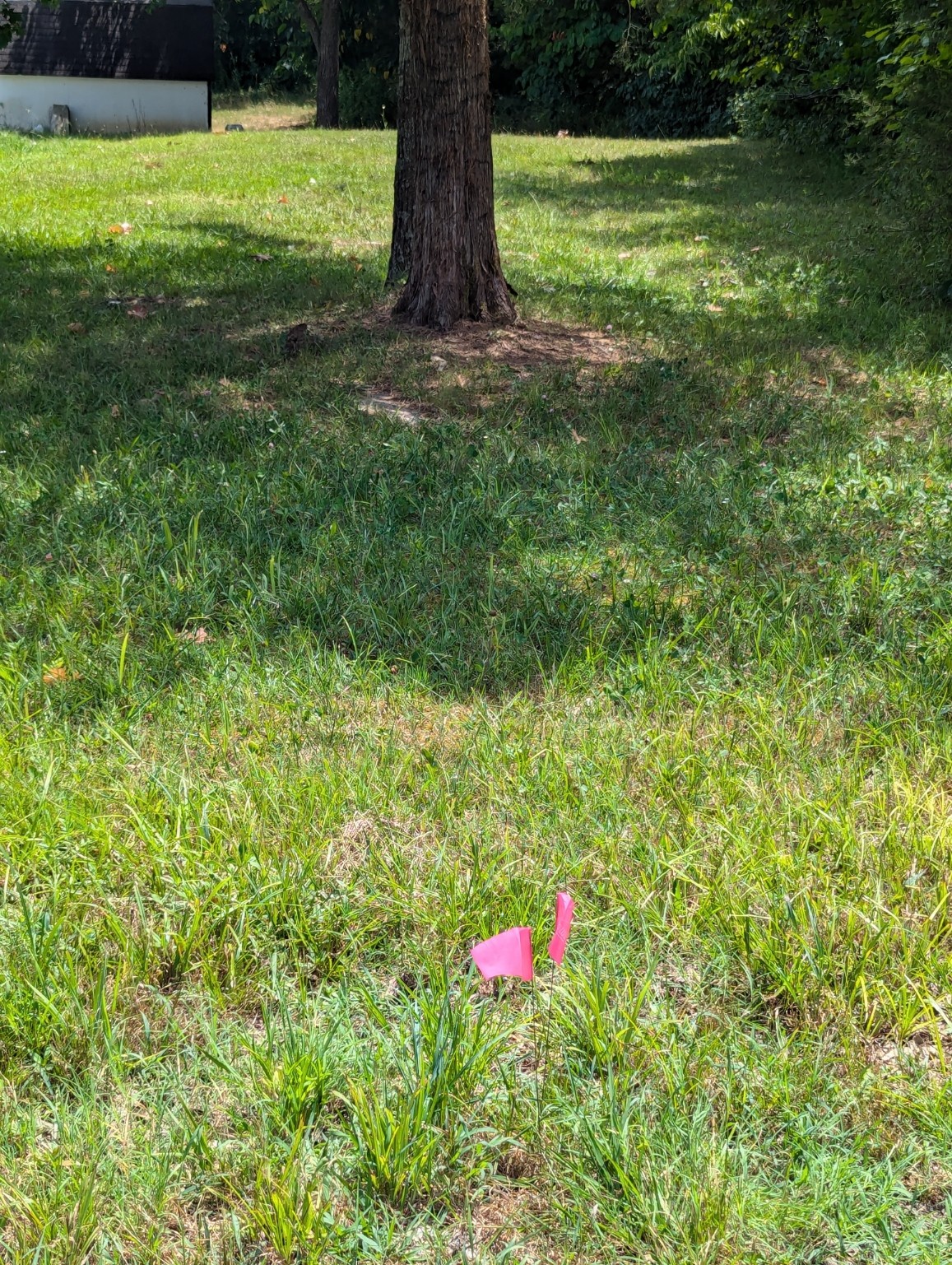 460 Union Road Shelbyville, TN 37160 - Photo 13 of 24 Other end of property line, look for 2 pink flags.