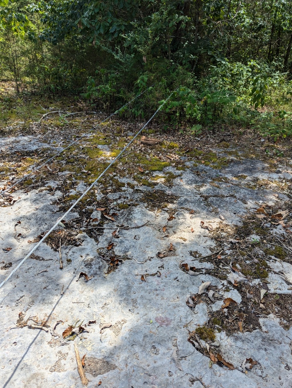 460 Union Road Shelbyville, TN 37160 - Photo 8 of 24 Cable showing one side of property line (not accurate but close to line.)