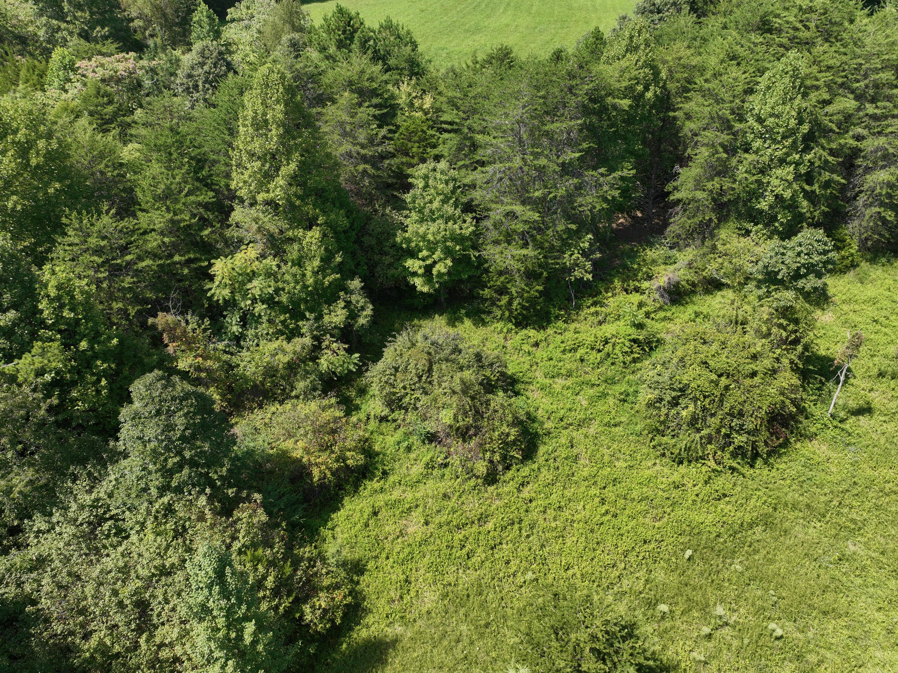 1494 Green Bay Road Chatham, VA 24531 - Photo 12 of 54 a view of a lush green forest