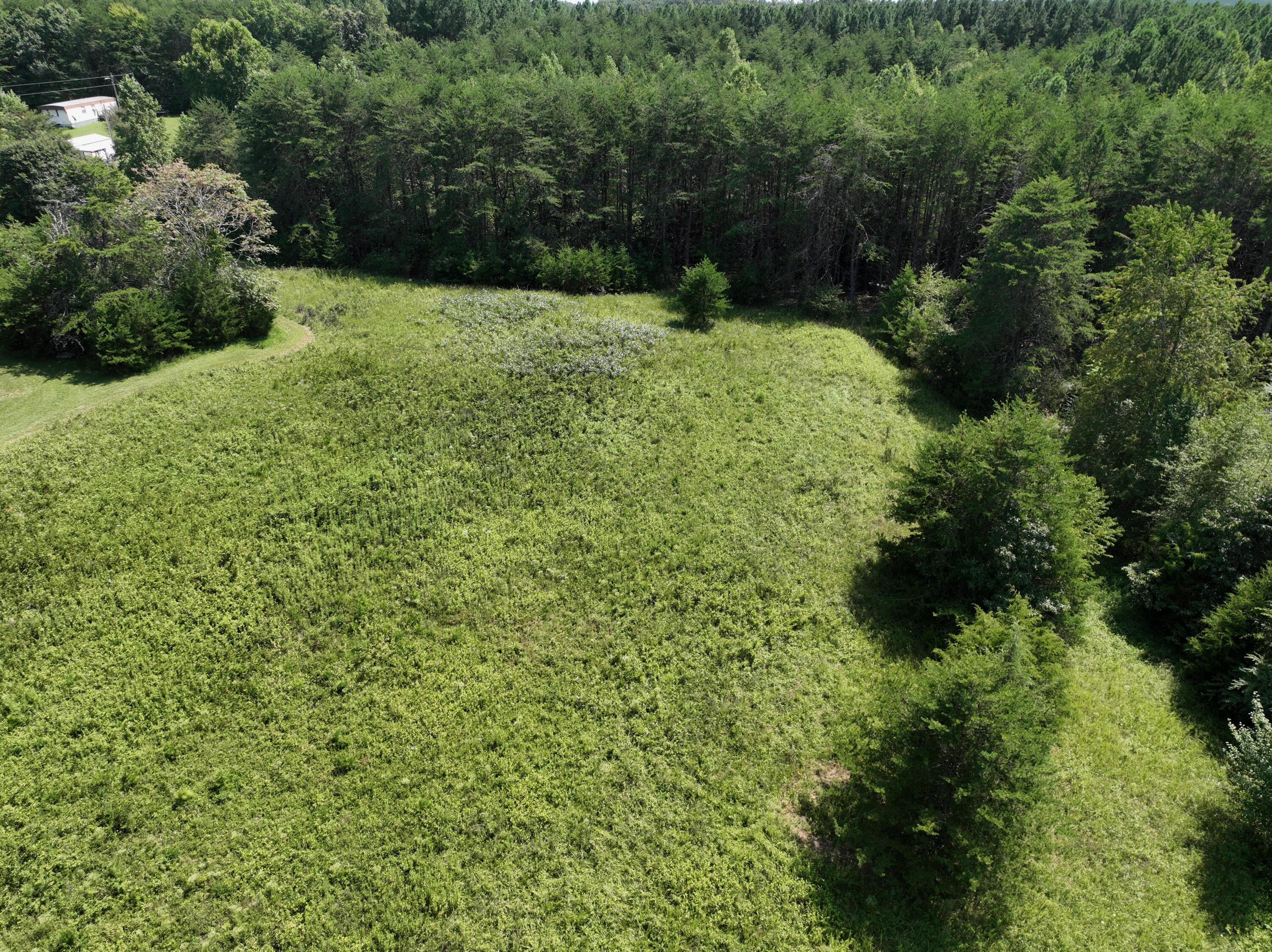 1494 Green Bay Road Chatham, VA 24531 - Photo 14 of 54 a view of a lush green forest