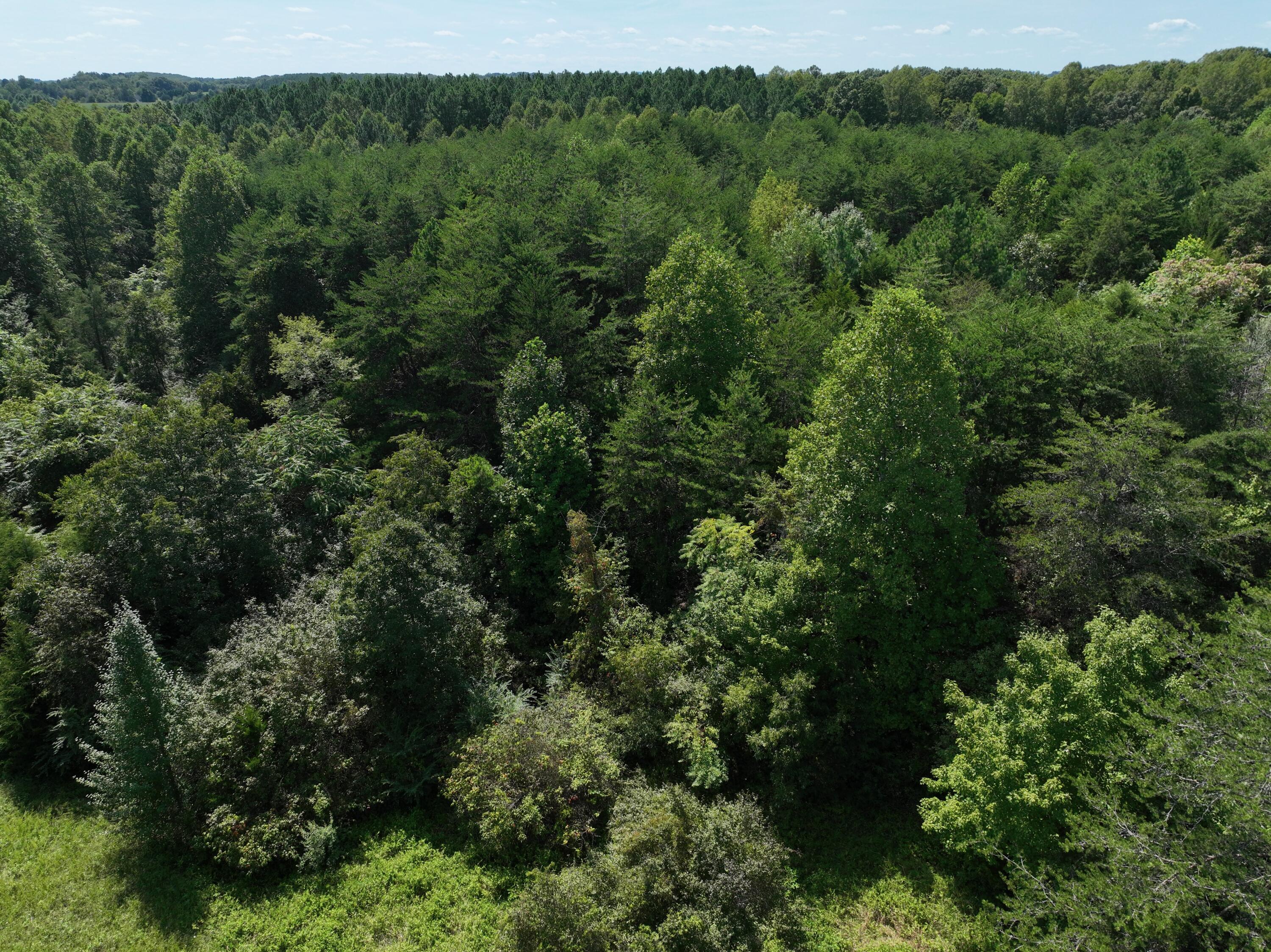 1494 Green Bay Road Chatham, VA 24531 - Photo 15 of 54 an aerial view of a forest with houses