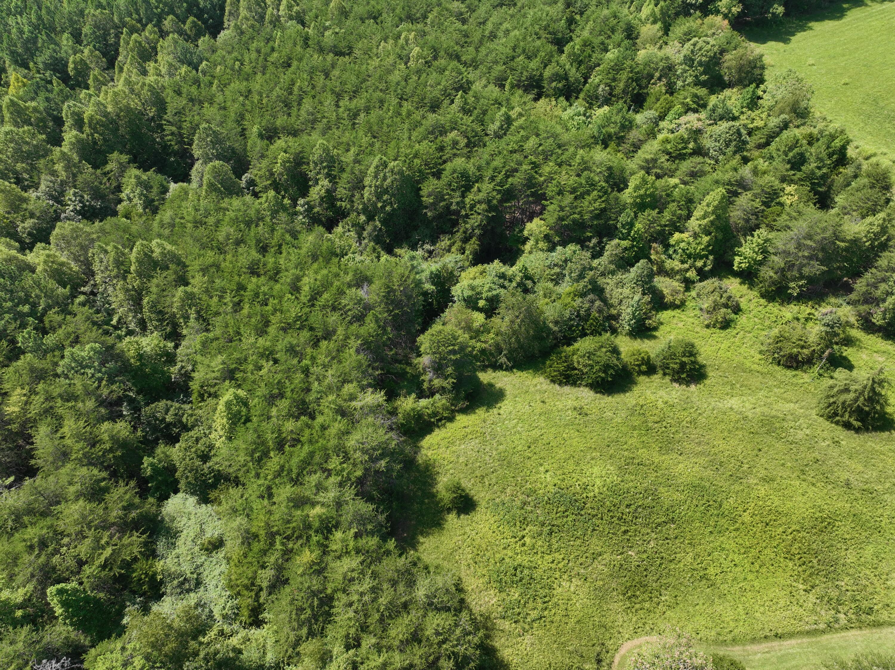 1494 Green Bay Road Chatham, VA 24531 - Photo 9 of 54 Pittsylvania - 8