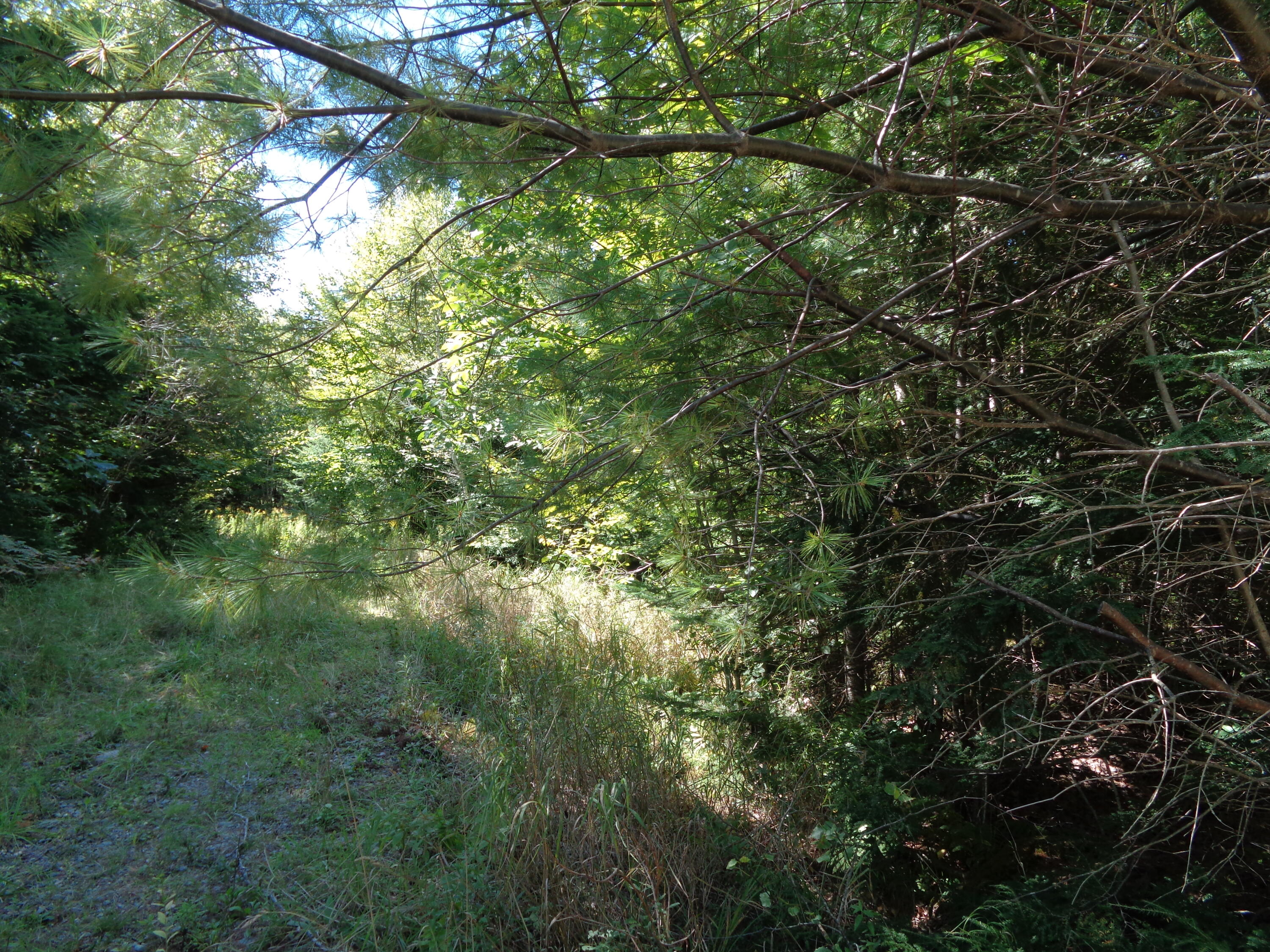Lot 5 Winkumpaugh Road Orland, ME 04472 - Photo 9 of 10 View up shared driveway