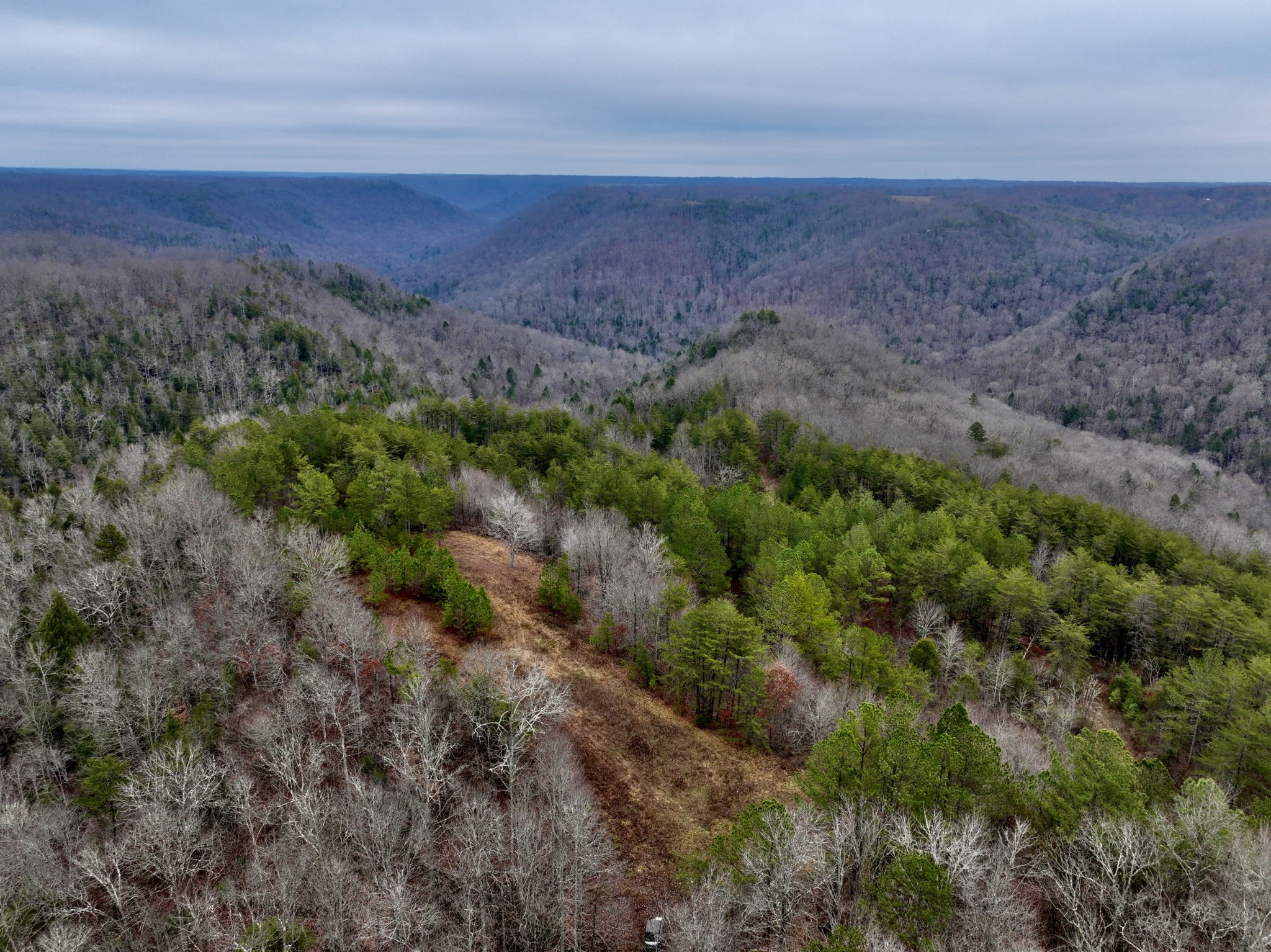 0 Coal Lane Clarkrange, TN 38553 - Photo 13 of 60 a view of a lot of trees and bushes