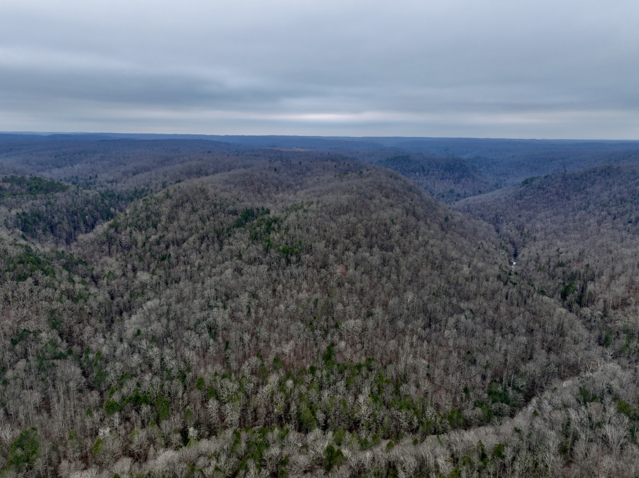 0 Coal Lane Clarkrange, TN 38553 - Photo 17 of 60 a view of a big yard with lots of bushes