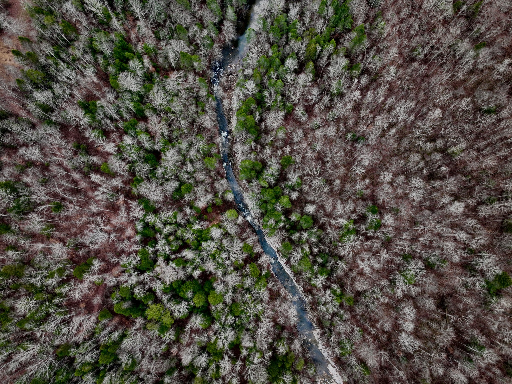 0 Coal Lane Clarkrange, TN 38553 - Photo 21 of 60 a view of a lush green forest