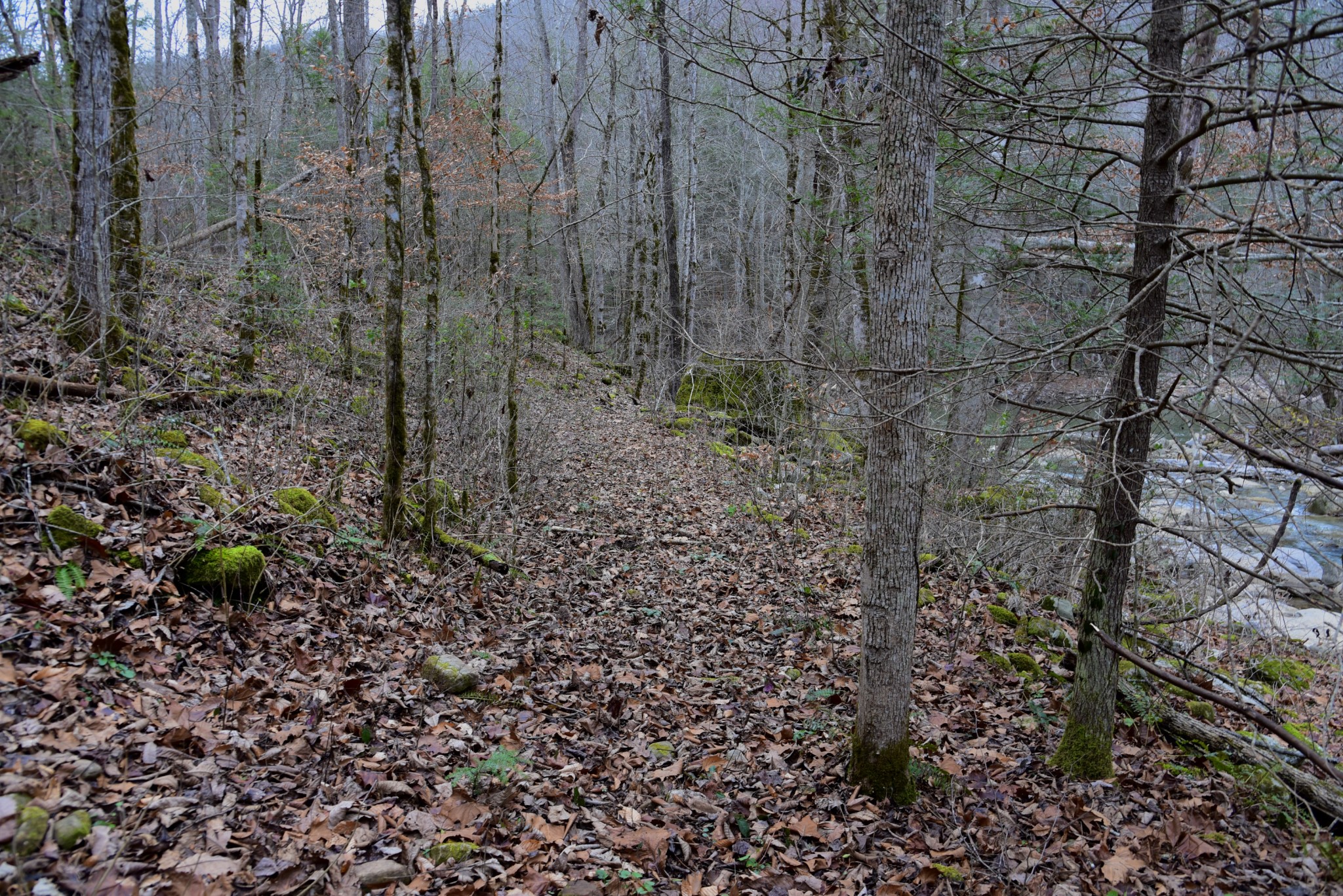 0 Coal Lane Clarkrange, TN 38553 - Photo 22 of 60 a view of a yard with lots of plants