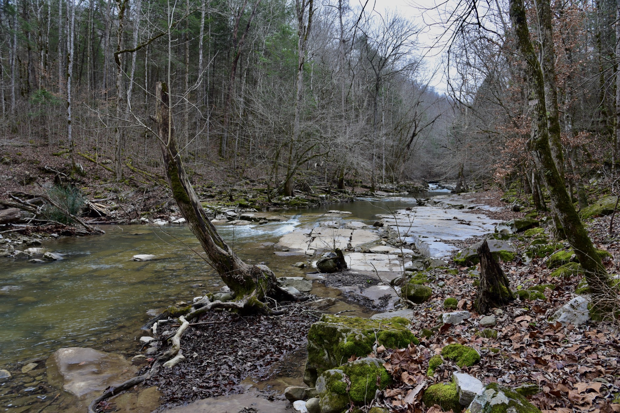 0 Coal Lane Clarkrange, TN 38553 - Photo 23 of 60