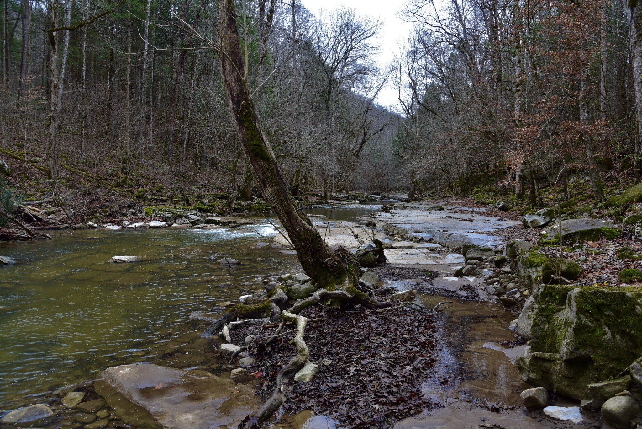0 Coal Lane Clarkrange, TN 38553 - Photo 24 of 60 a view of a tree with a yard