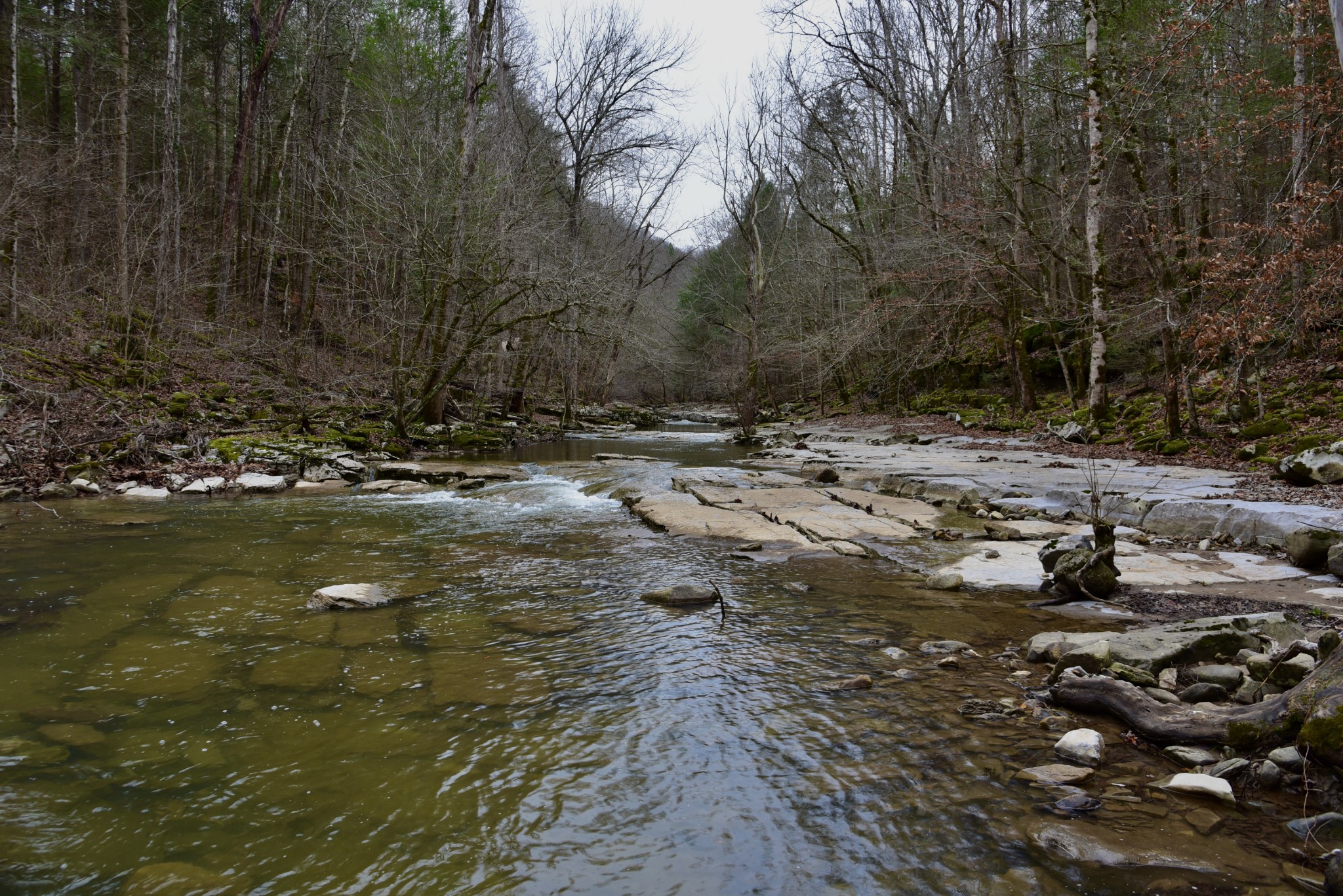 0 Coal Lane Clarkrange, TN 38553 - Photo 26 of 60 a view of a lake with lots of trees