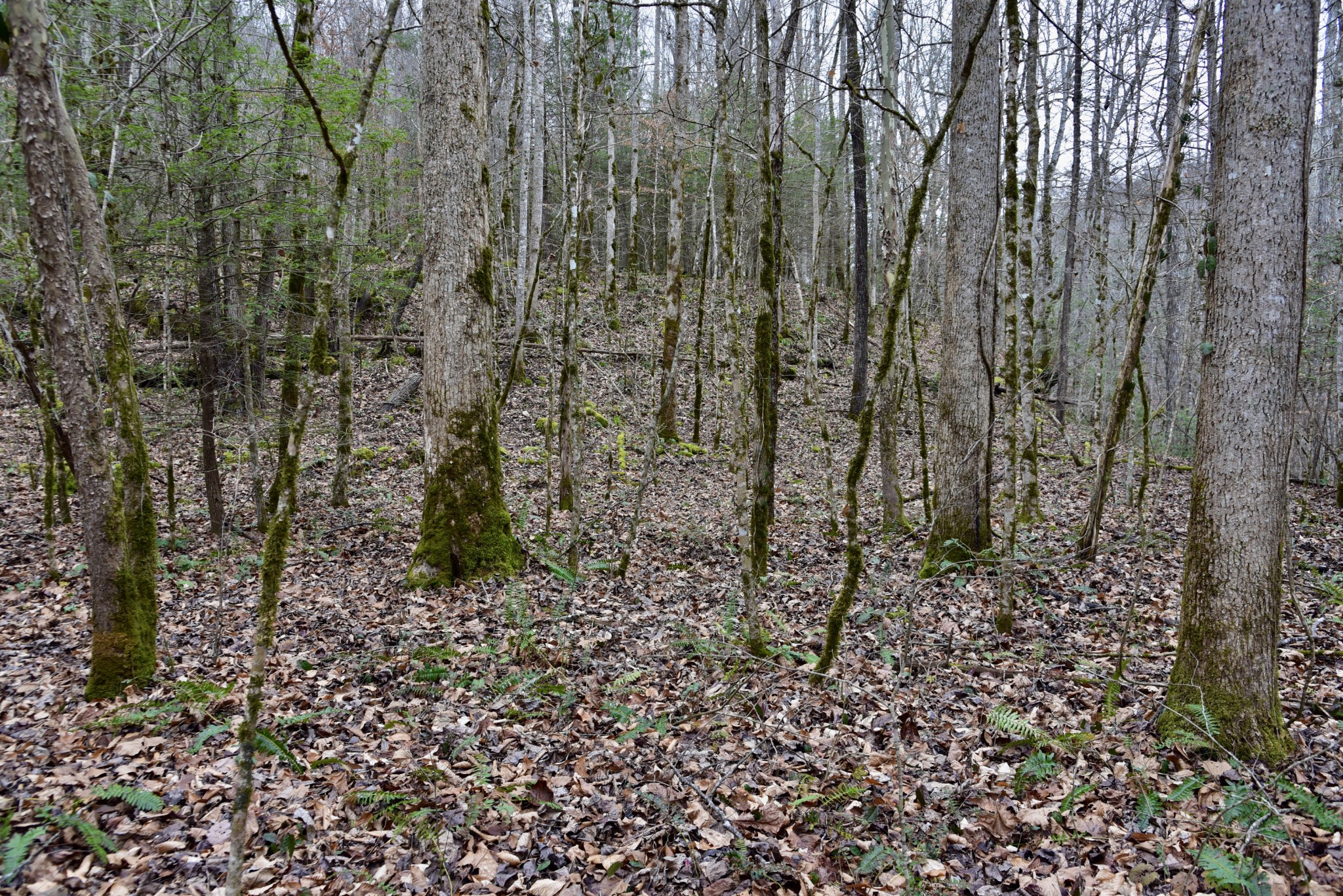 0 Coal Lane Clarkrange, TN 38553 - Photo 31 of 60 a view of a yard