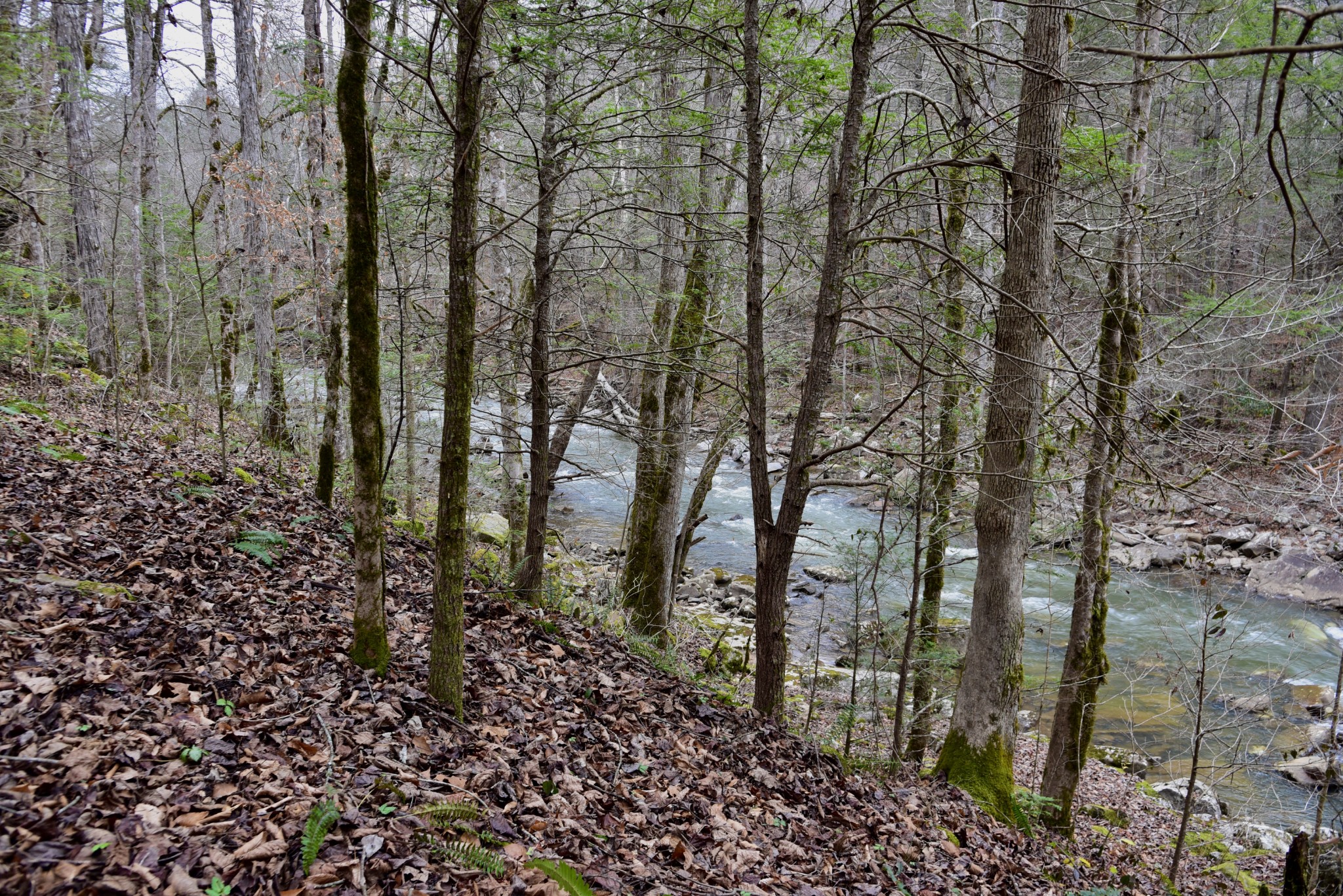 0 Coal Lane Clarkrange, TN 38553 - Photo 33 of 60 a view of a forest with lots of trees