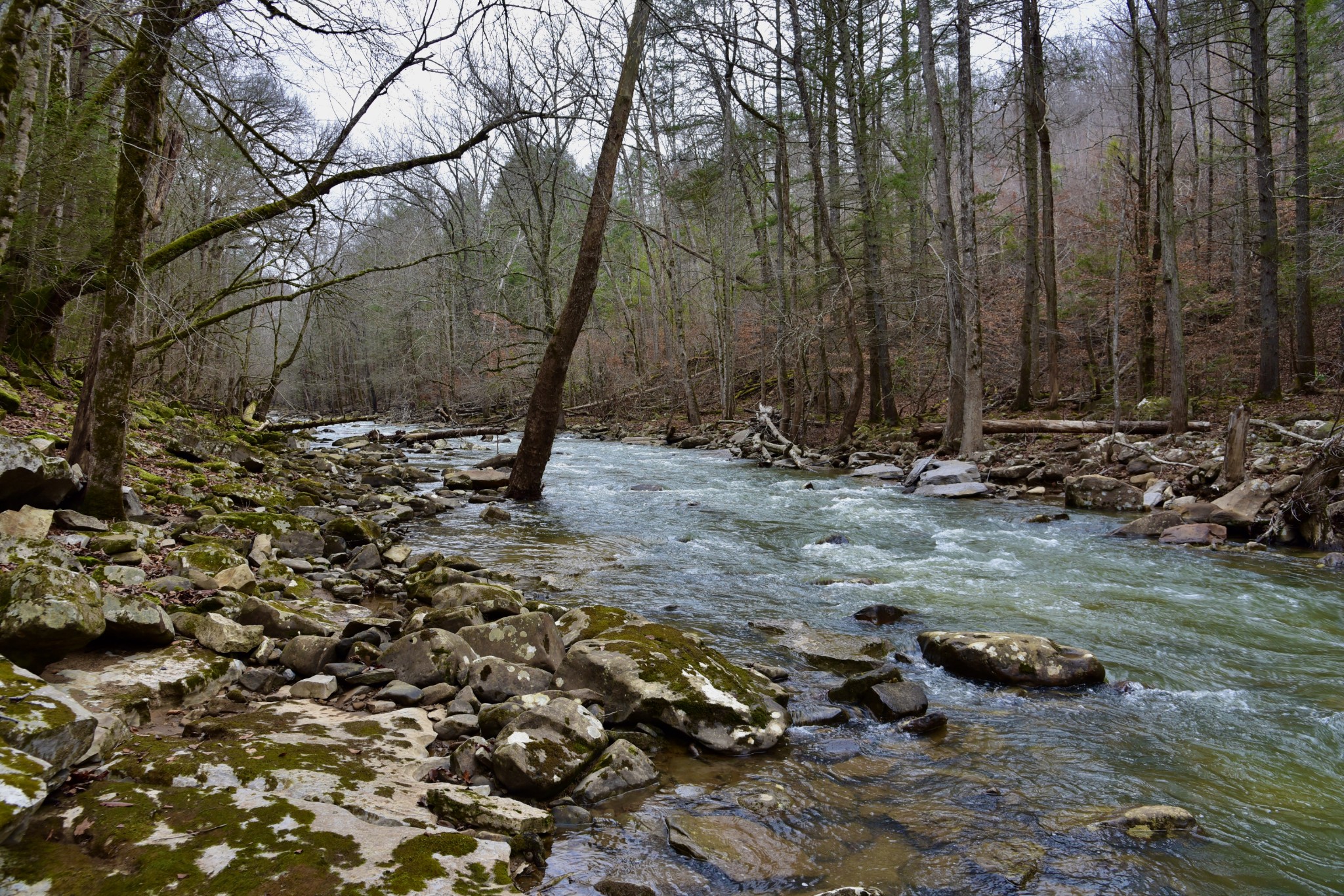 0 Coal Lane Clarkrange, TN 38553 - Photo 34 of 60 a view of a forest with trees