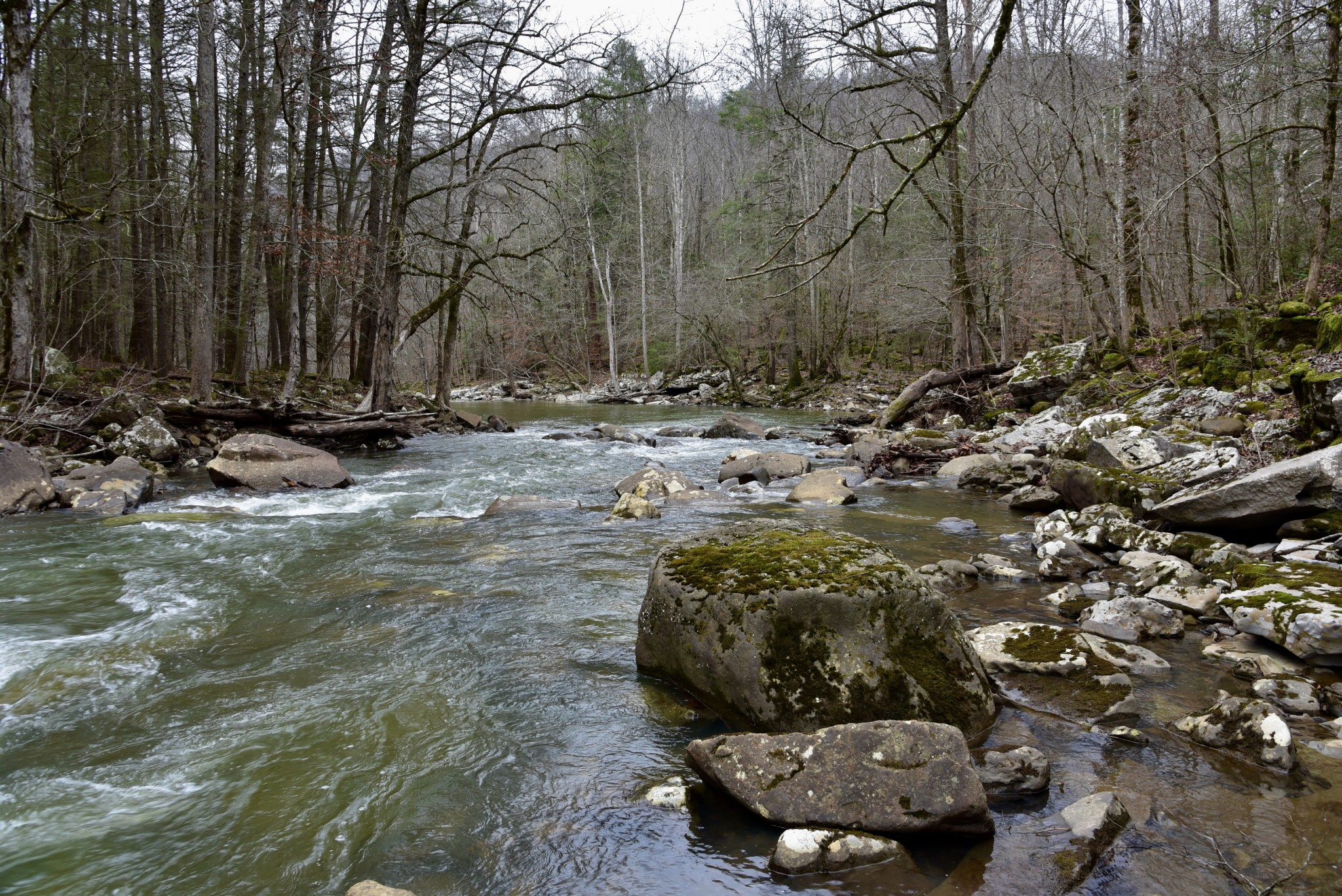0 Coal Lane Clarkrange, TN 38553 - Photo 35 of 60 a view of a backyard of a house