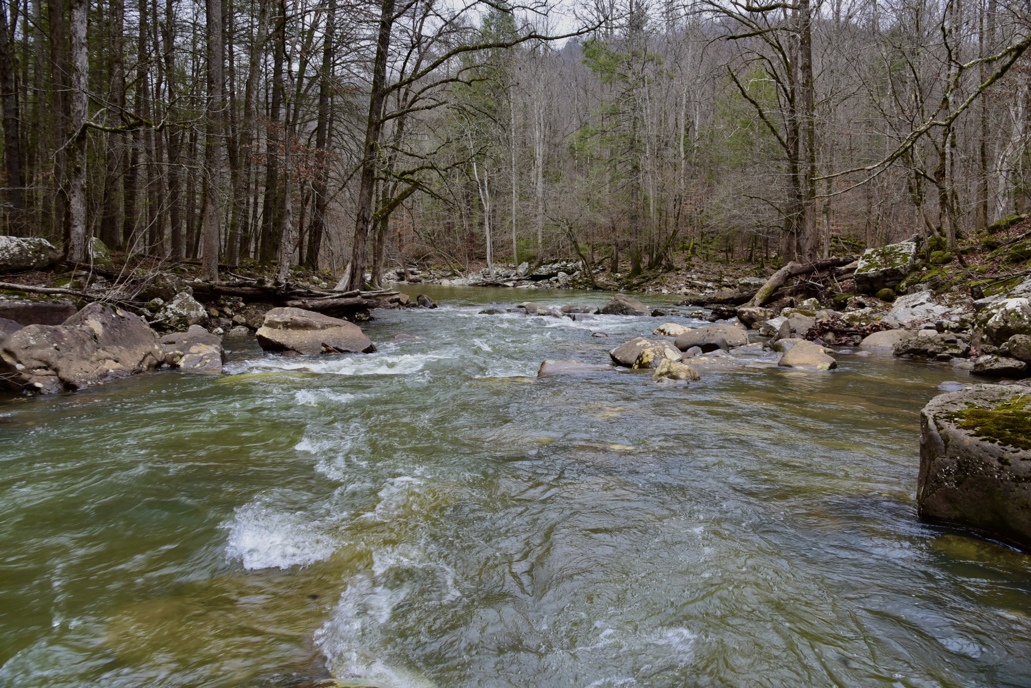 0 Coal Lane Clarkrange, TN 38553 - Photo 36 of 60 a view of a lake with large trees