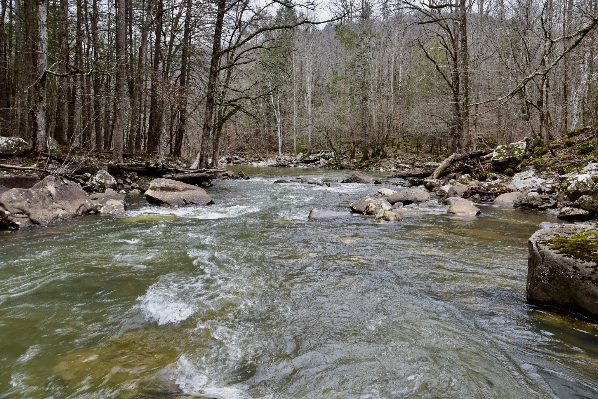 0 Coal Lane Clarkrange, TN 38553 - Photo 37 of 60 a view of a lake with large trees