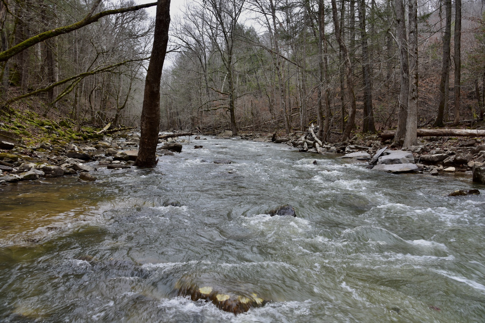0 Coal Lane Clarkrange, TN 38553 - Photo 38 of 60 a view of backyard with green space