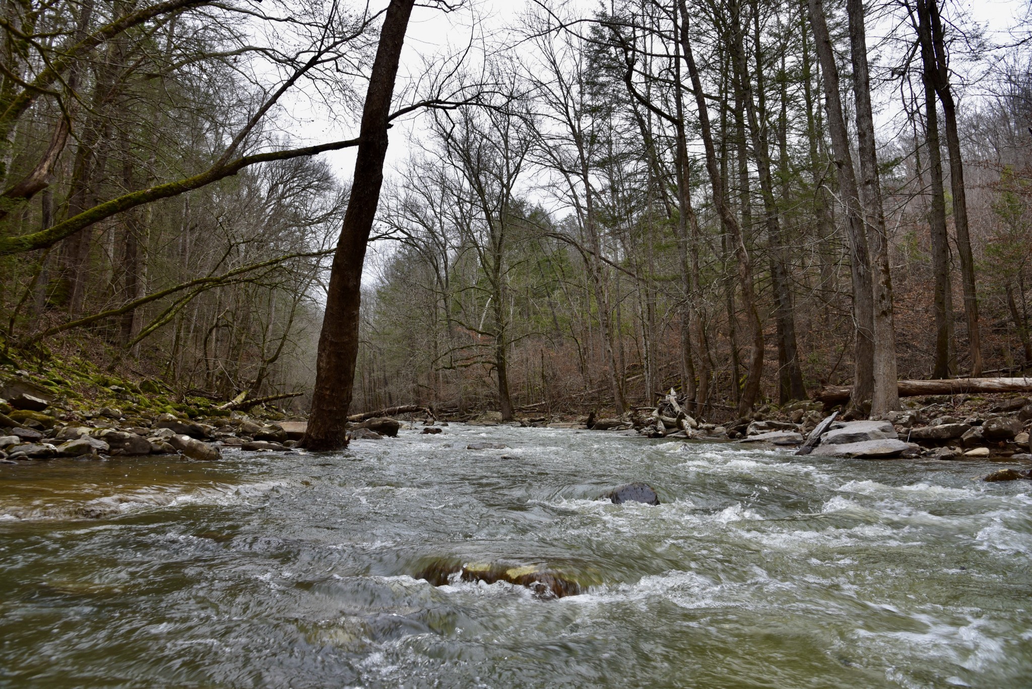 0 Coal Lane Clarkrange, TN 38553 - Photo 39 of 60 a backyard of a house with lots of green space