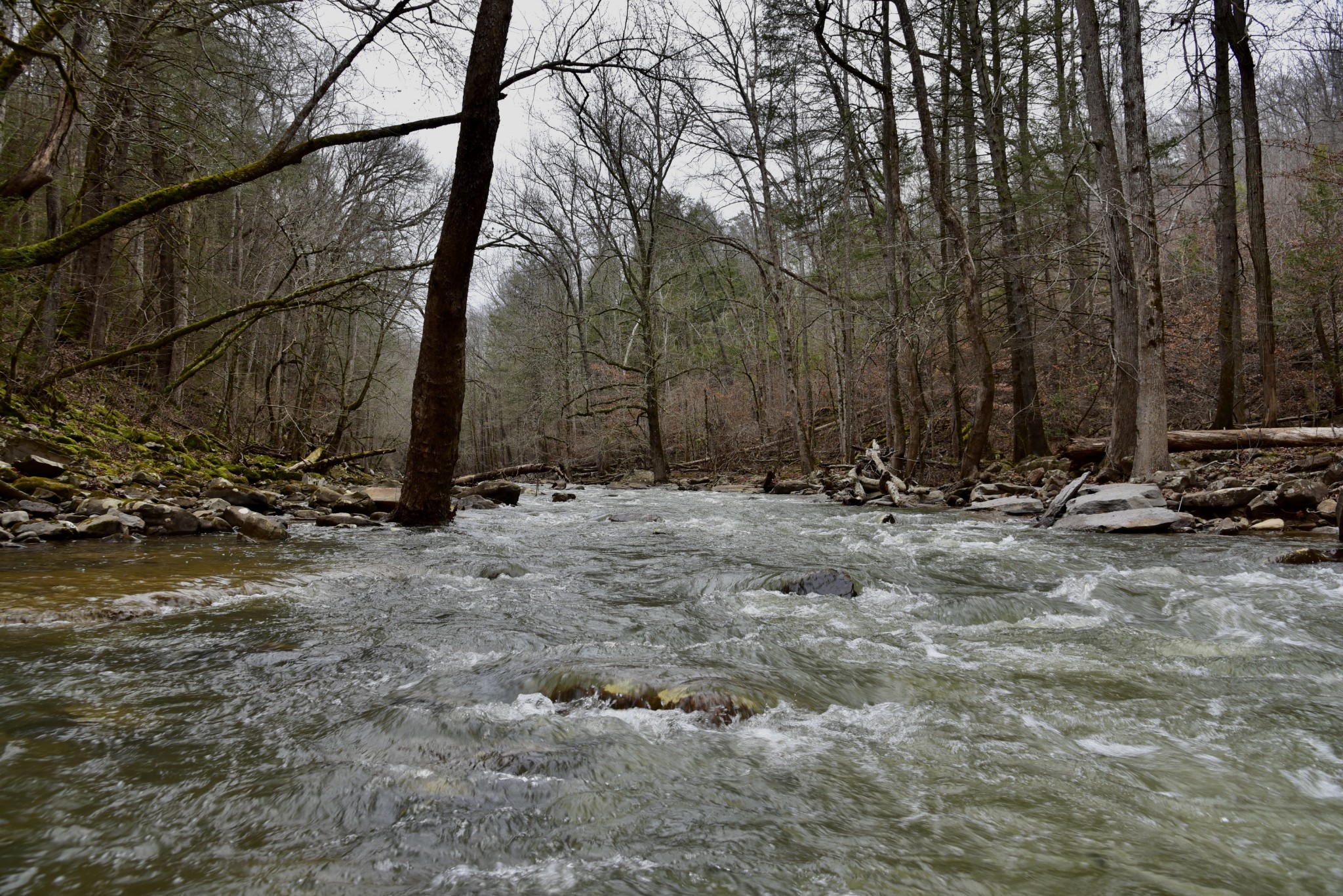 0 Coal Lane Clarkrange, TN 38553 - Photo 40 of 60 a view of outdoor space with trees