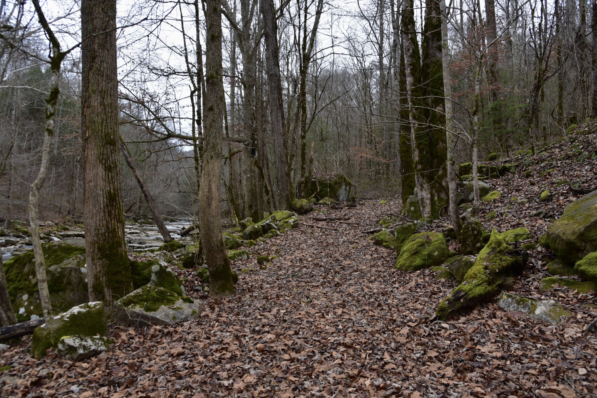 0 Coal Lane Clarkrange, TN 38553 - Photo 43 of 60 a view of a forest with trees