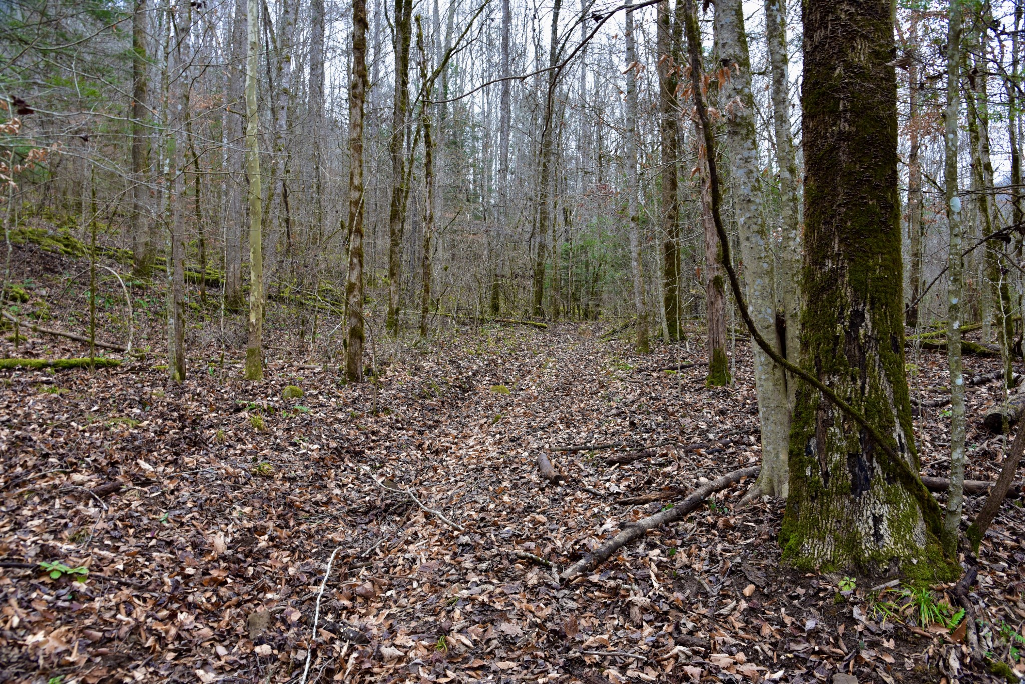 0 Coal Lane Clarkrange, TN 38553 - Photo 44 of 60 a view of a forest with trees