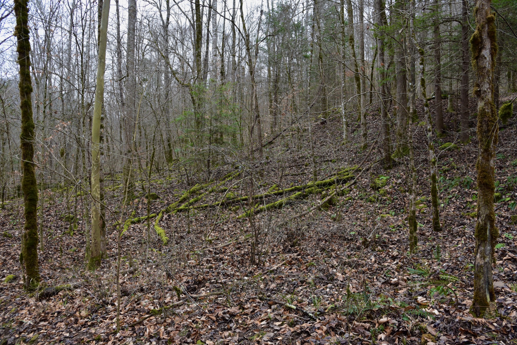 0 Coal Lane Clarkrange, TN 38553 - Photo 45 of 60 a view of a yard with trees in the background