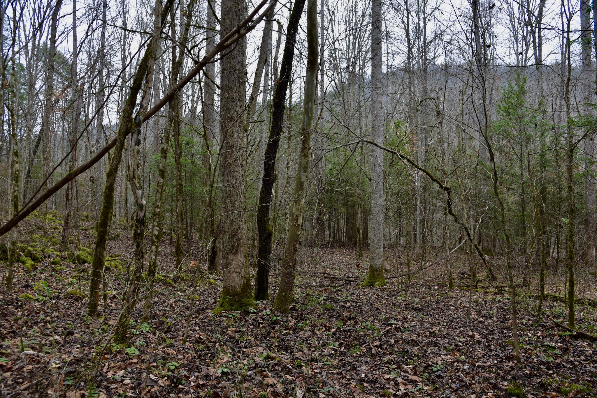0 Coal Lane Clarkrange, TN 38553 - Photo 46 of 60 a backyard of a house with lots of green space
