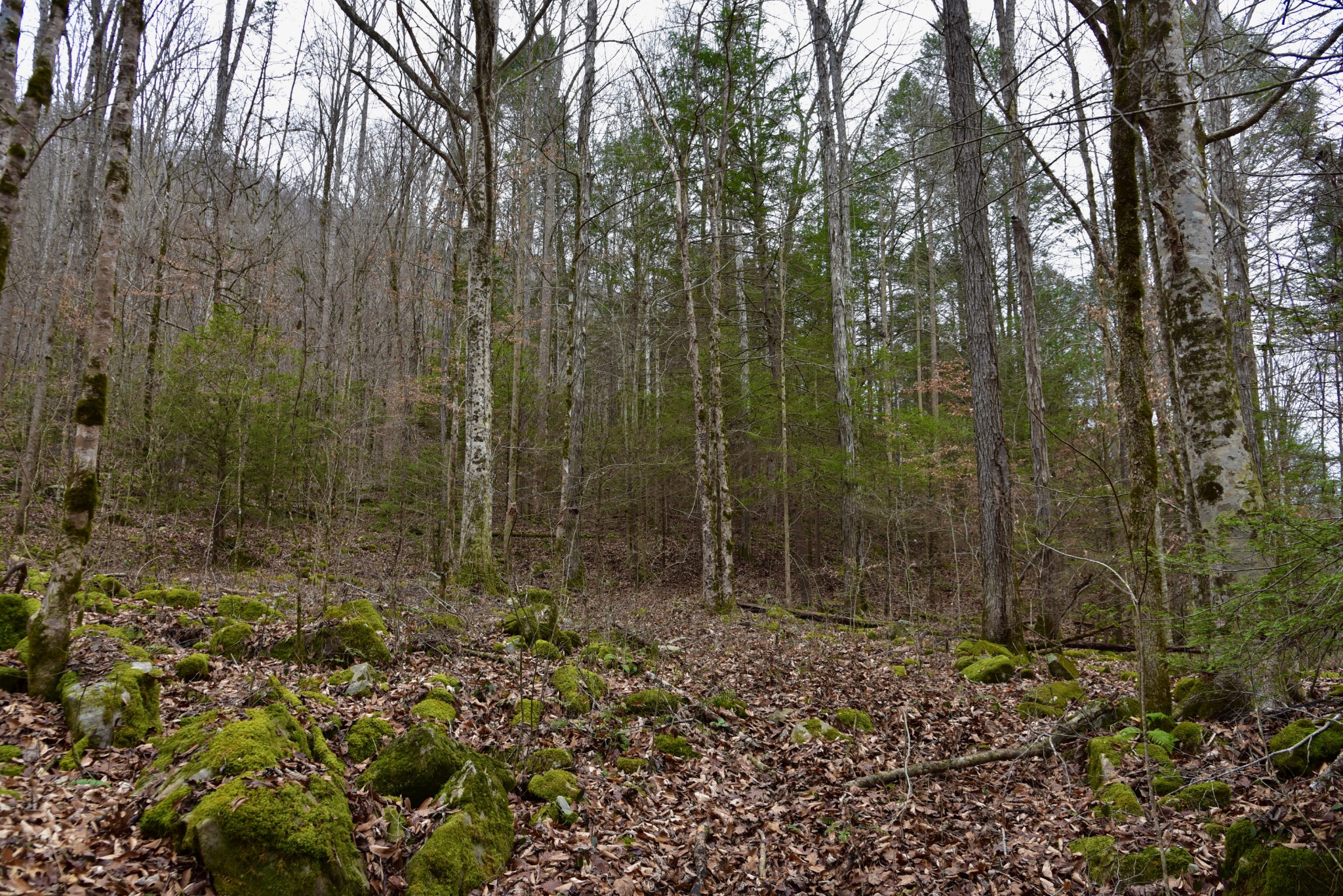 0 Coal Lane Clarkrange, TN 38553 - Photo 47 of 60 a view of a bathroom with a shower curtain
