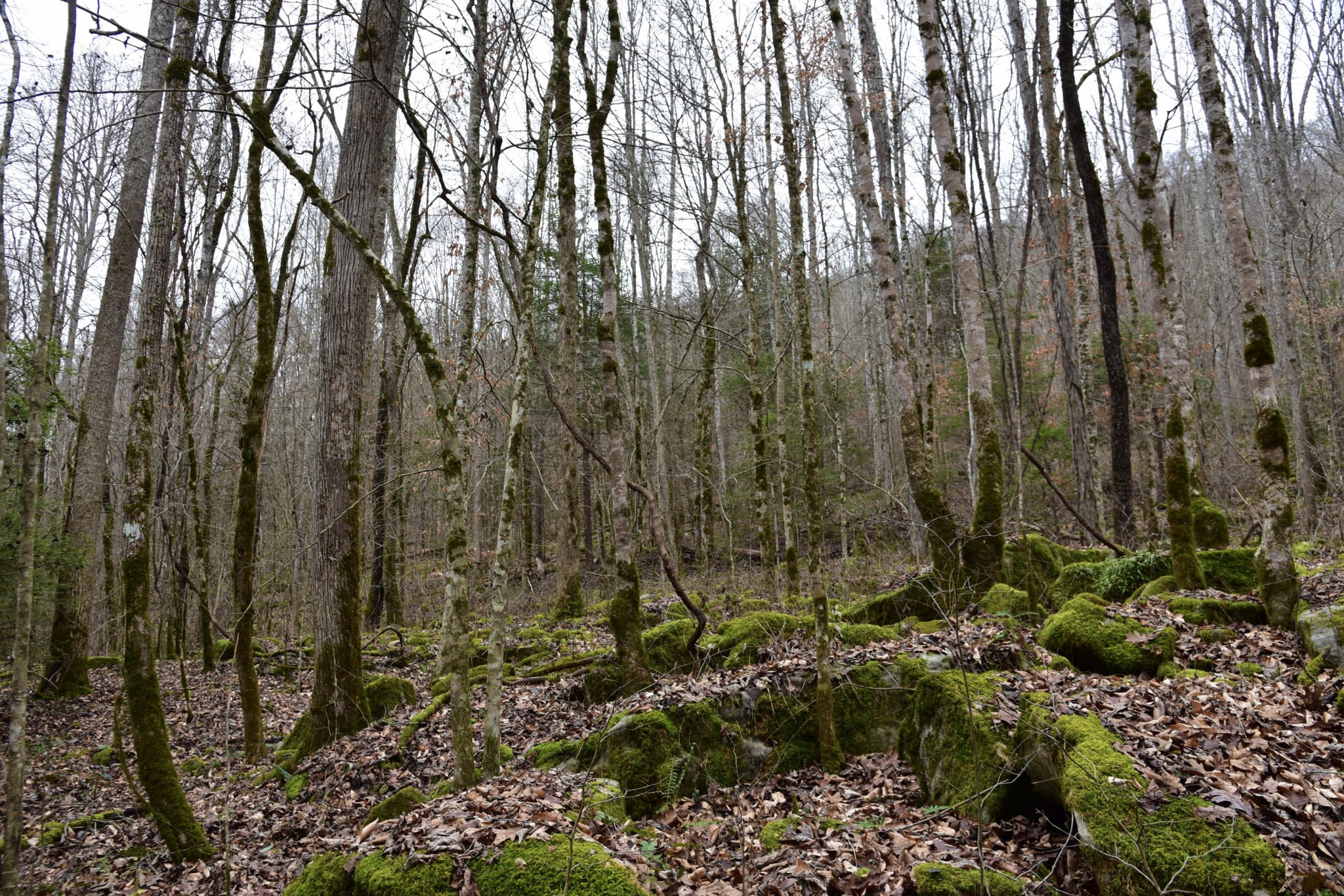 0 Coal Lane Clarkrange, TN 38553 - Photo 48 of 60 a view of a yard with lots of bushes