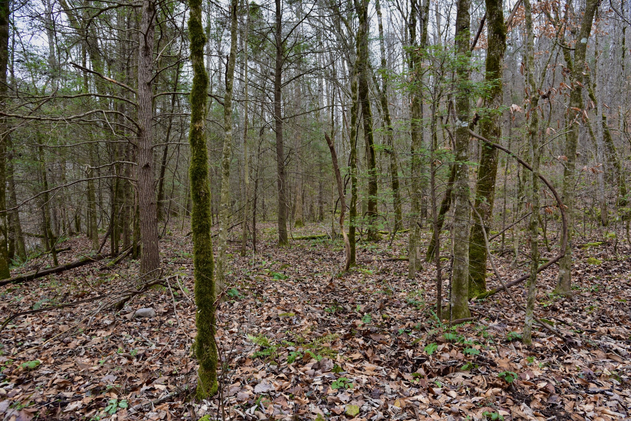 0 Coal Lane Clarkrange, TN 38553 - Photo 49 of 60 a view of a dry yard with trees in the background