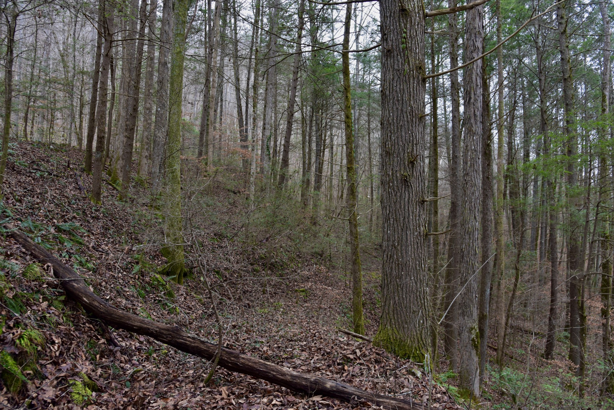 0 Coal Lane Clarkrange, TN 38553 - Photo 50 of 60