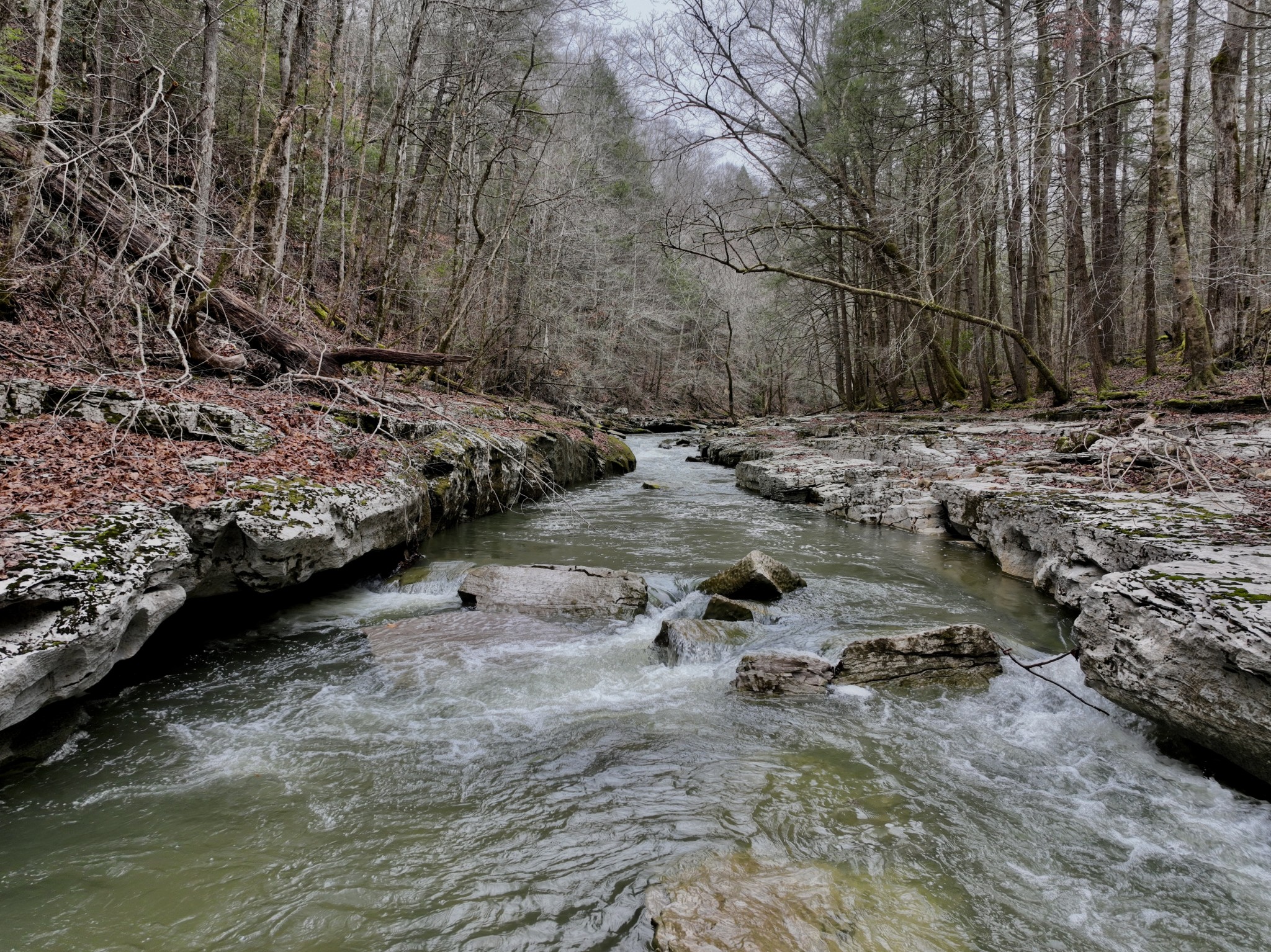 0 Coal Lane Clarkrange, TN 38553 - Photo 5 of 60 a view of outdoor space with green space