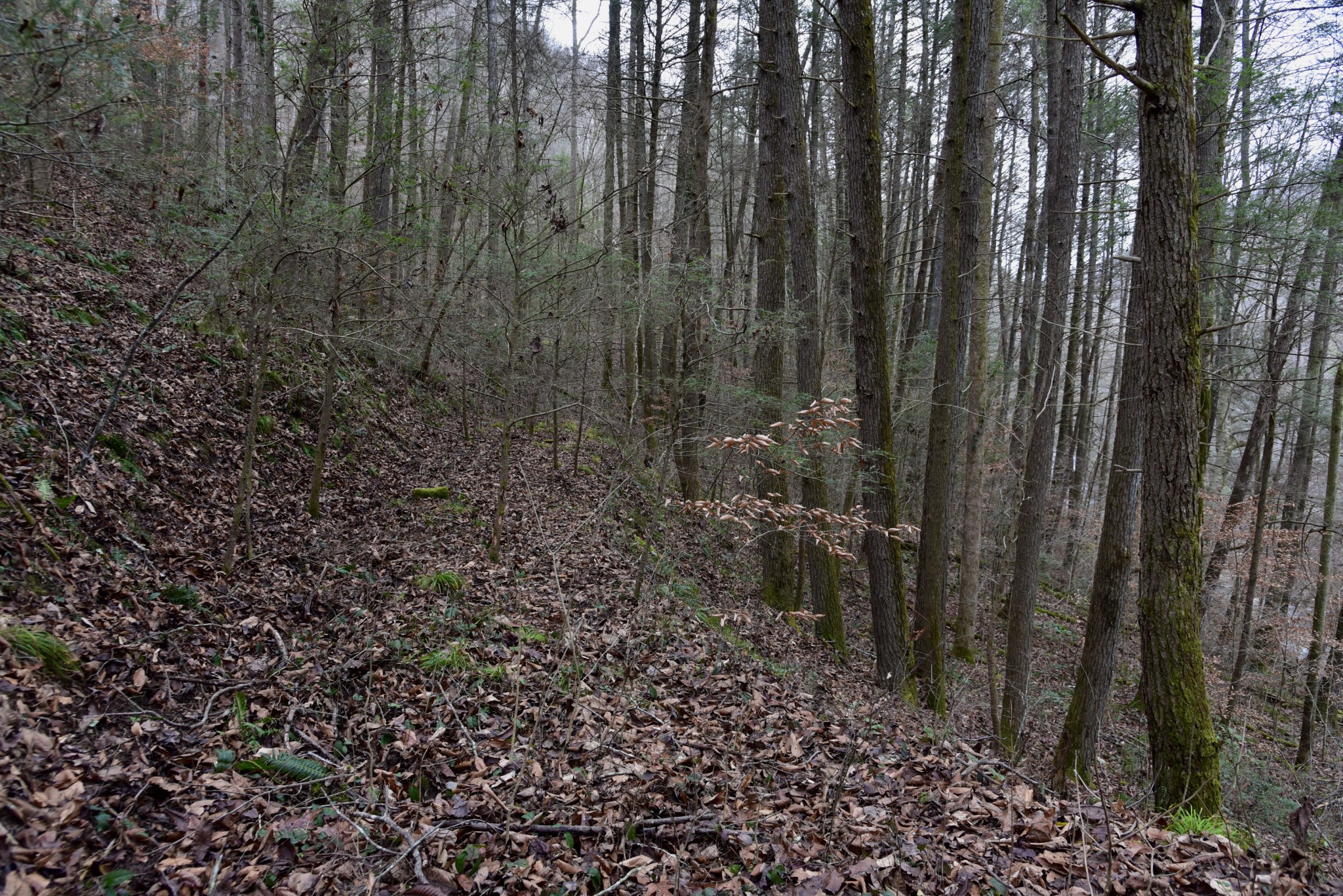 0 Coal Lane Clarkrange, TN 38553 - Photo 51 of 60 a view of a yard with lots of trees