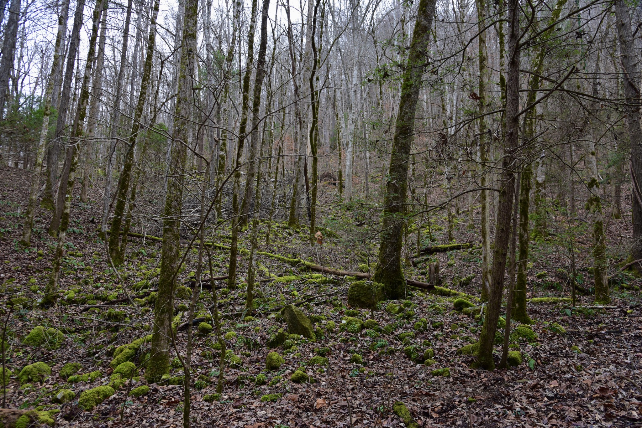 0 Coal Lane Clarkrange, TN 38553 - Photo 52 of 60 a view of a forest with a trees
