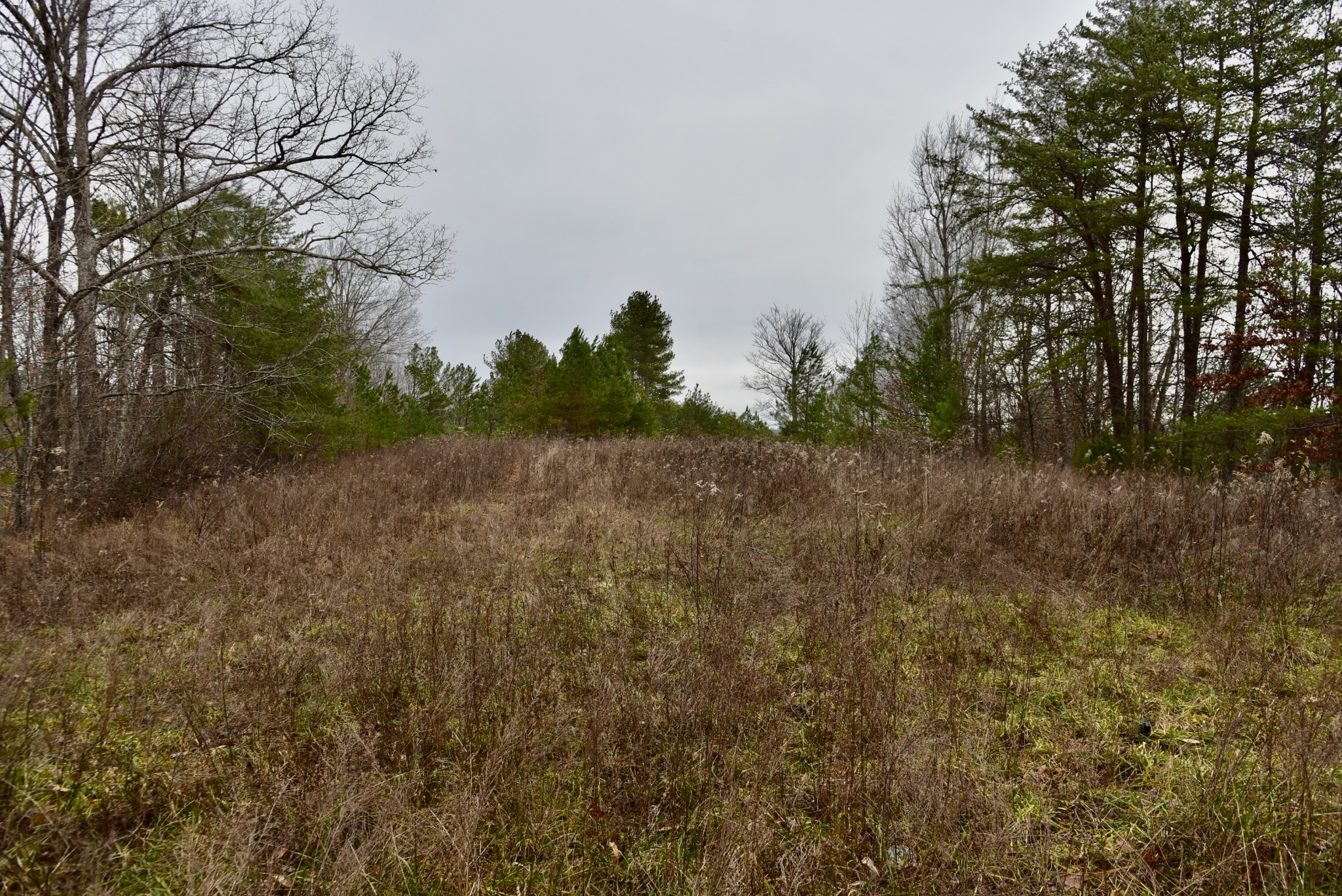 0 Coal Lane Clarkrange, TN 38553 - Photo 53 of 60 a view of a field with trees in background