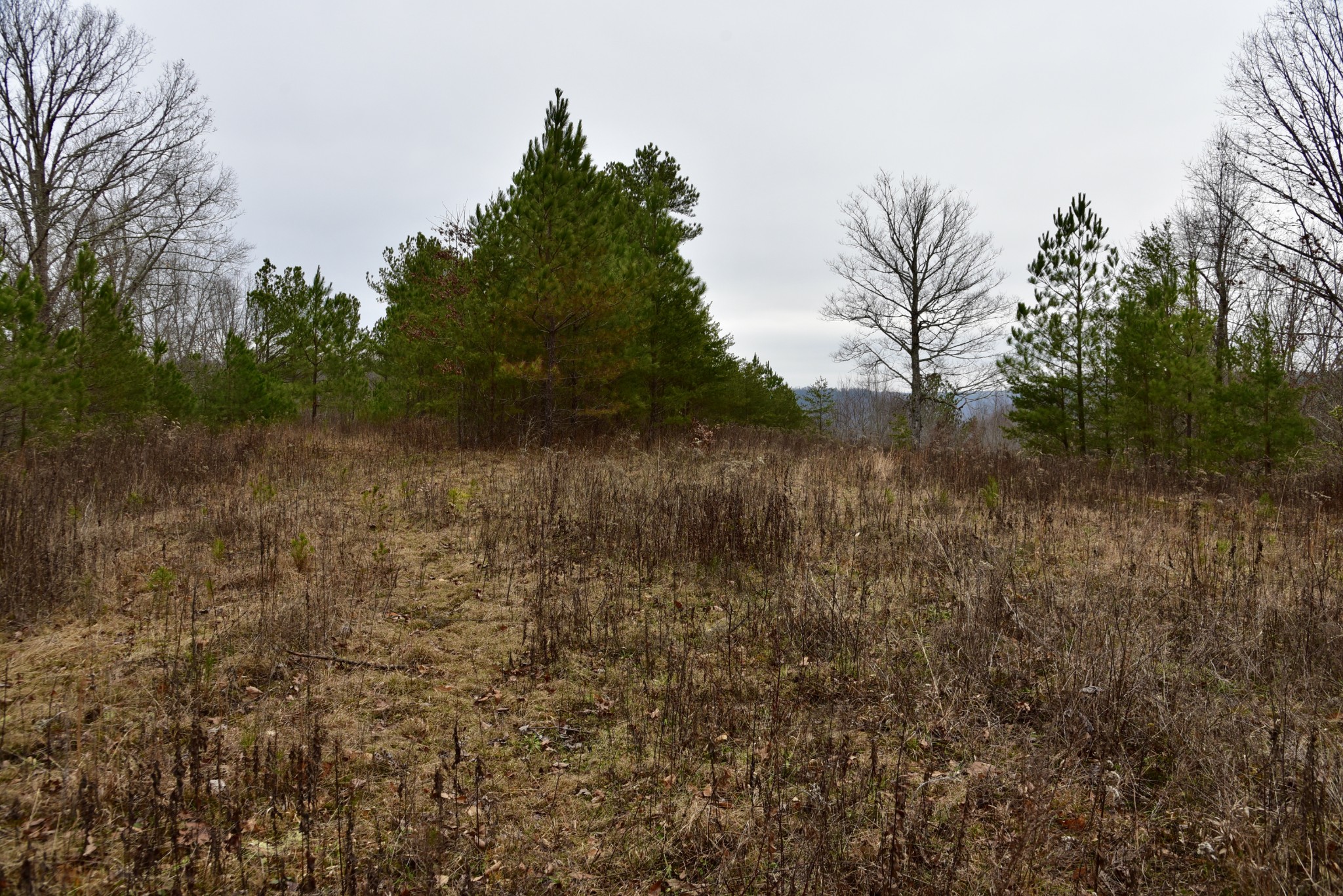0 Coal Lane Clarkrange, TN 38553 - Photo 54 of 60 a view of a lake with a forest