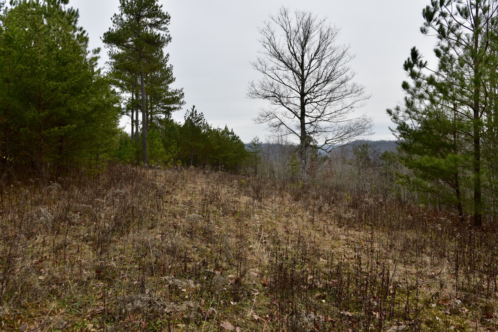 0 Coal Lane Clarkrange, TN 38553 - Photo 55 of 60 a view of a forest with trees in the background