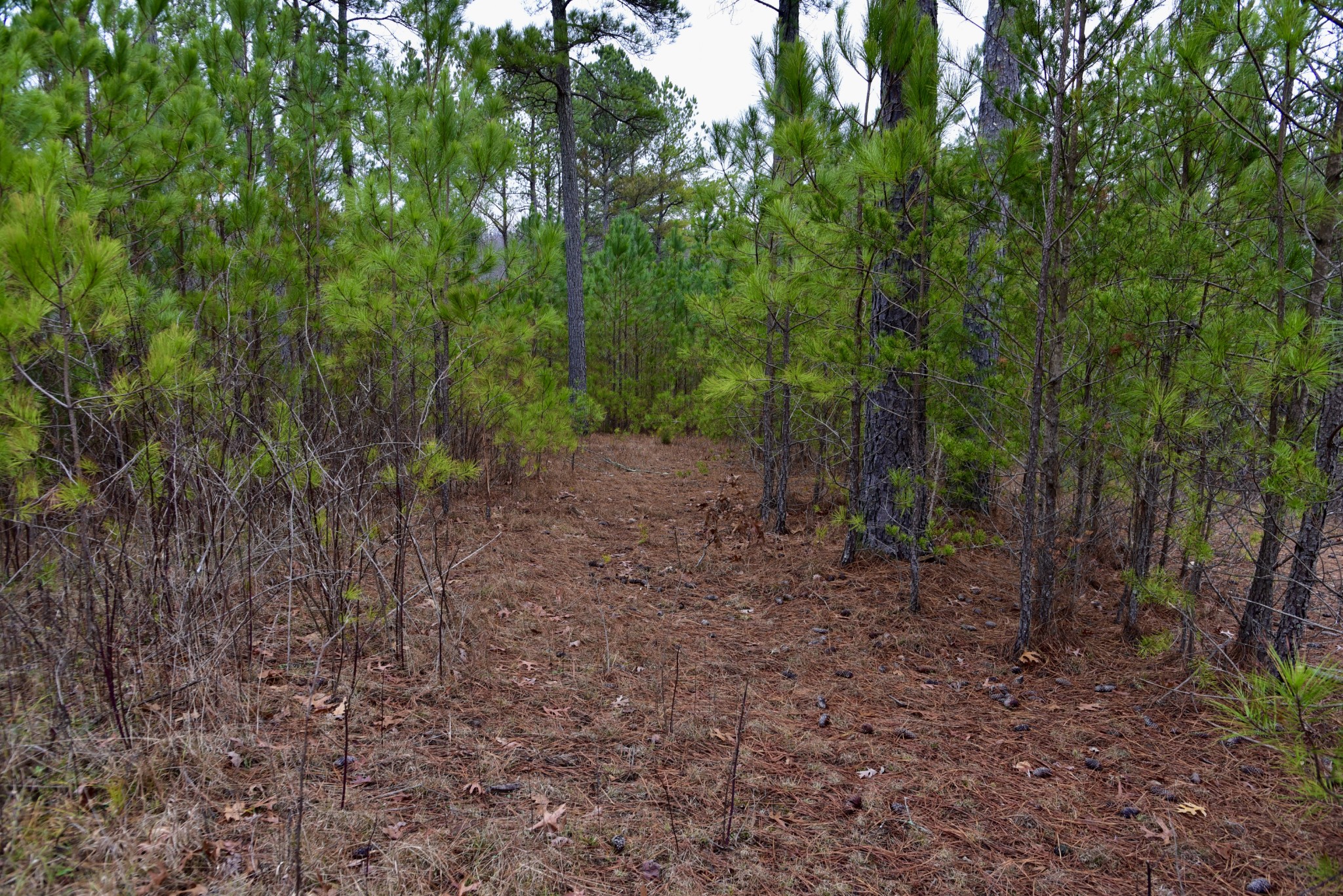 0 Coal Lane Clarkrange, TN 38553 - Photo 56 of 60 a view of a forest with trees in the background