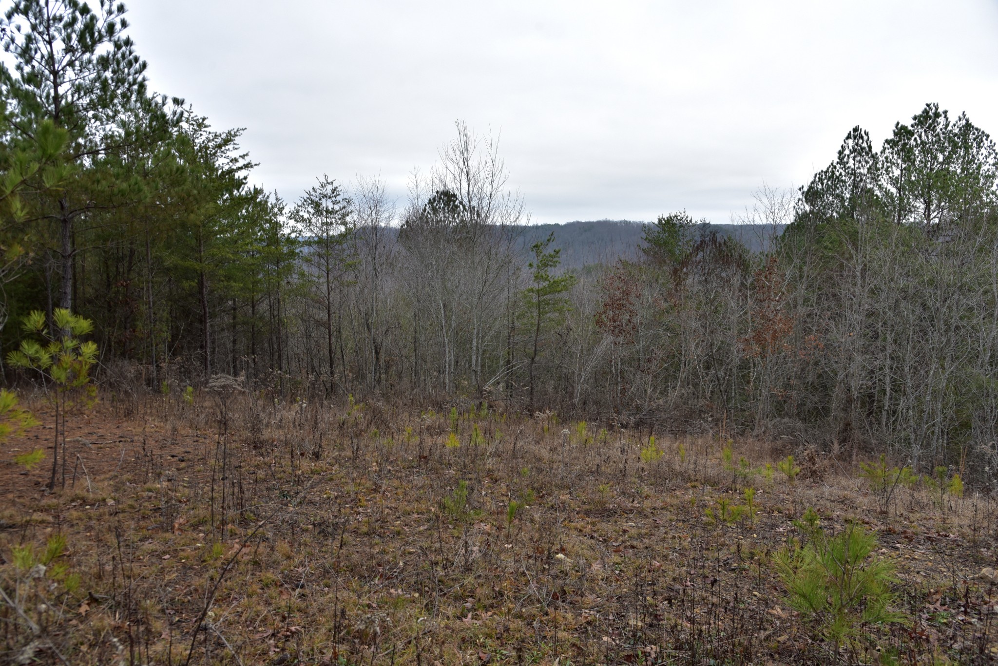 0 Coal Lane Clarkrange, TN 38553 - Photo 57 of 60 a view of a dry yard with trees