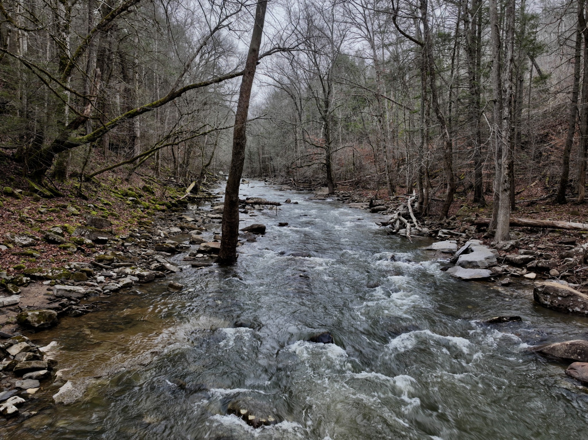 0 Coal Lane Clarkrange, TN 38553 - Photo 7 of 60 a view of a forest with trees