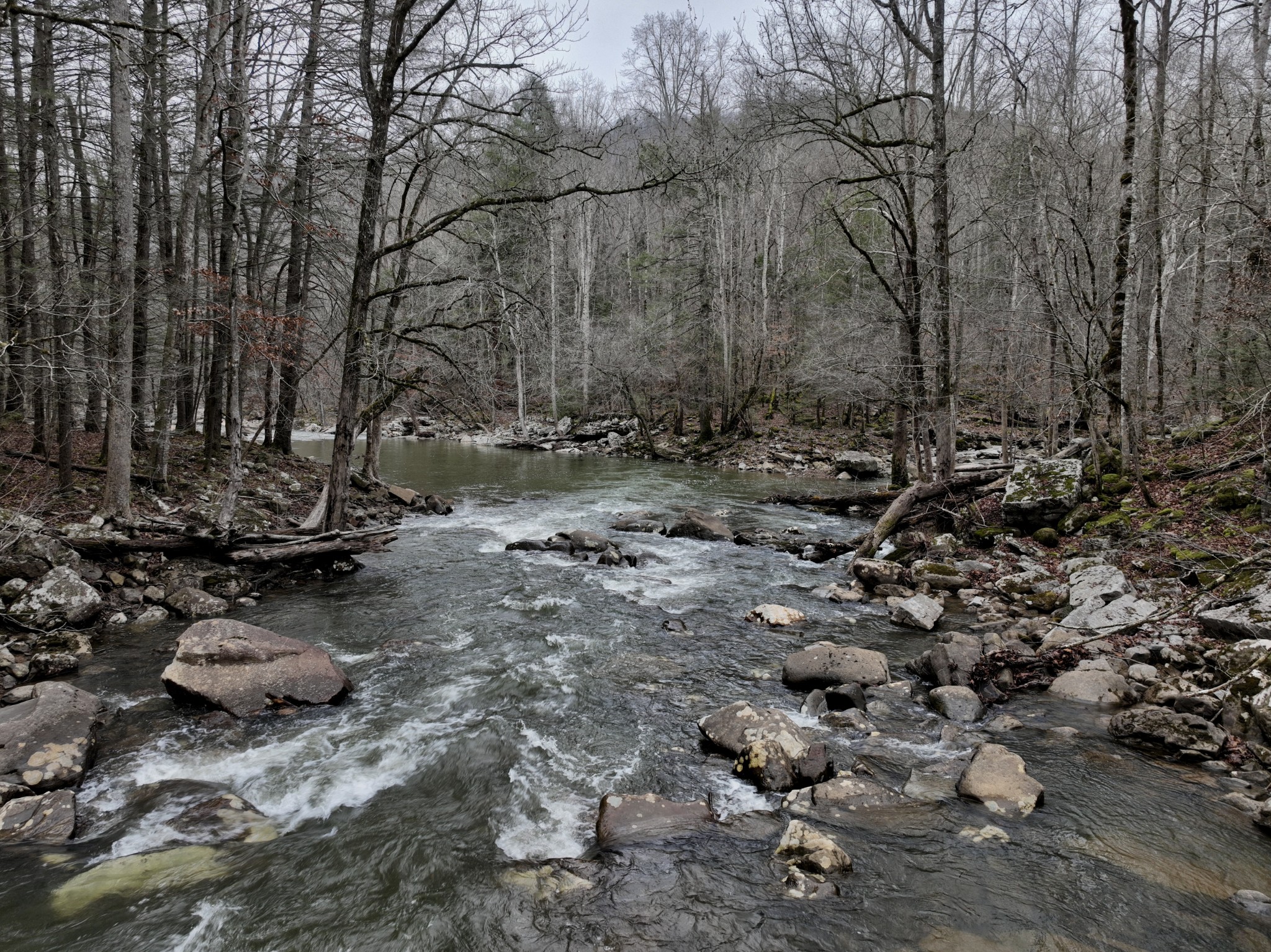 0 Coal Lane Clarkrange, TN 38553 - Photo 8 of 60 a view of a forest with trees