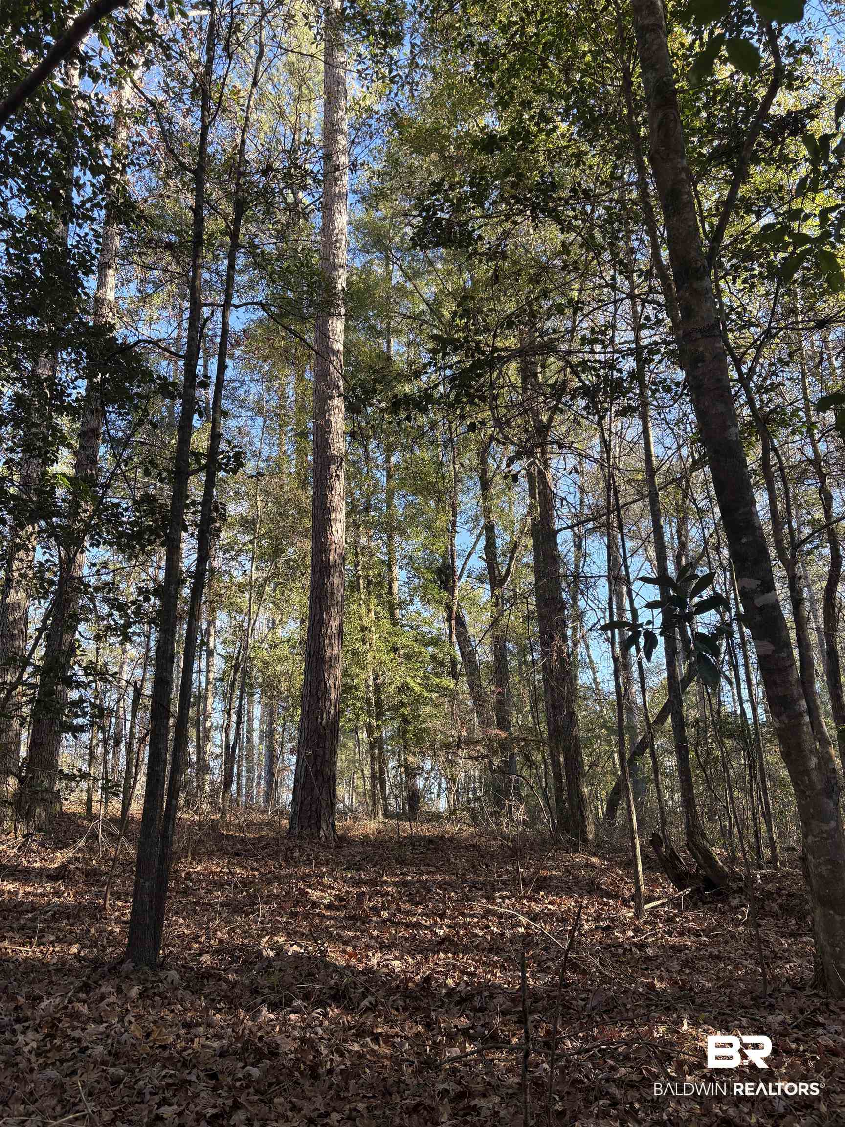 756 Ted Bates Road Evergreen, AL 36401 - Photo 7 of 28 View of local wilderness