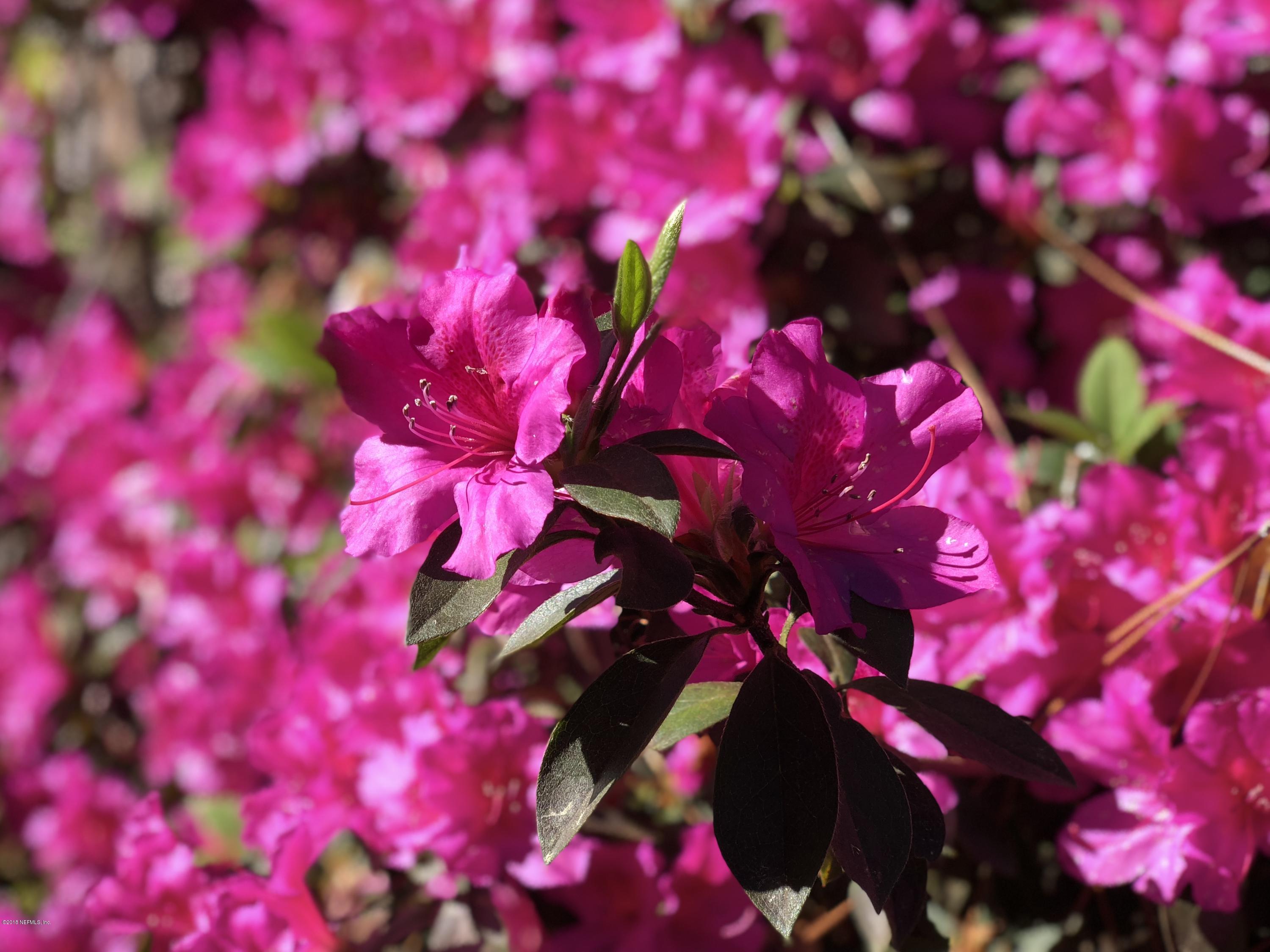 9200 Crystal Springs Road Jacksonville, FL 32221 - Photo 13 of 56 The azaleas are a sight in the spring!