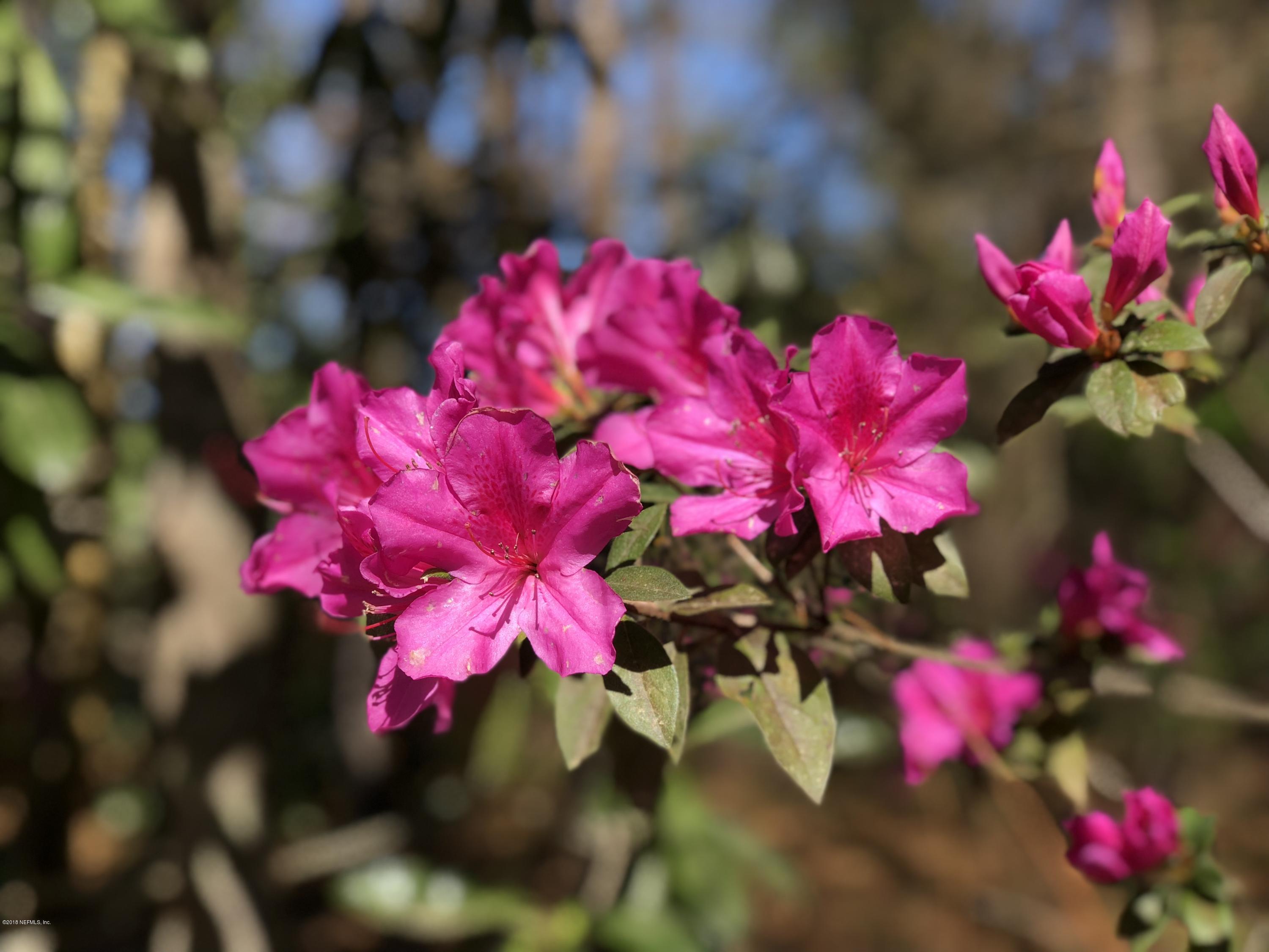 9200 Crystal Springs Road Jacksonville, FL 32221 - Photo 56 of 56 Azaleas